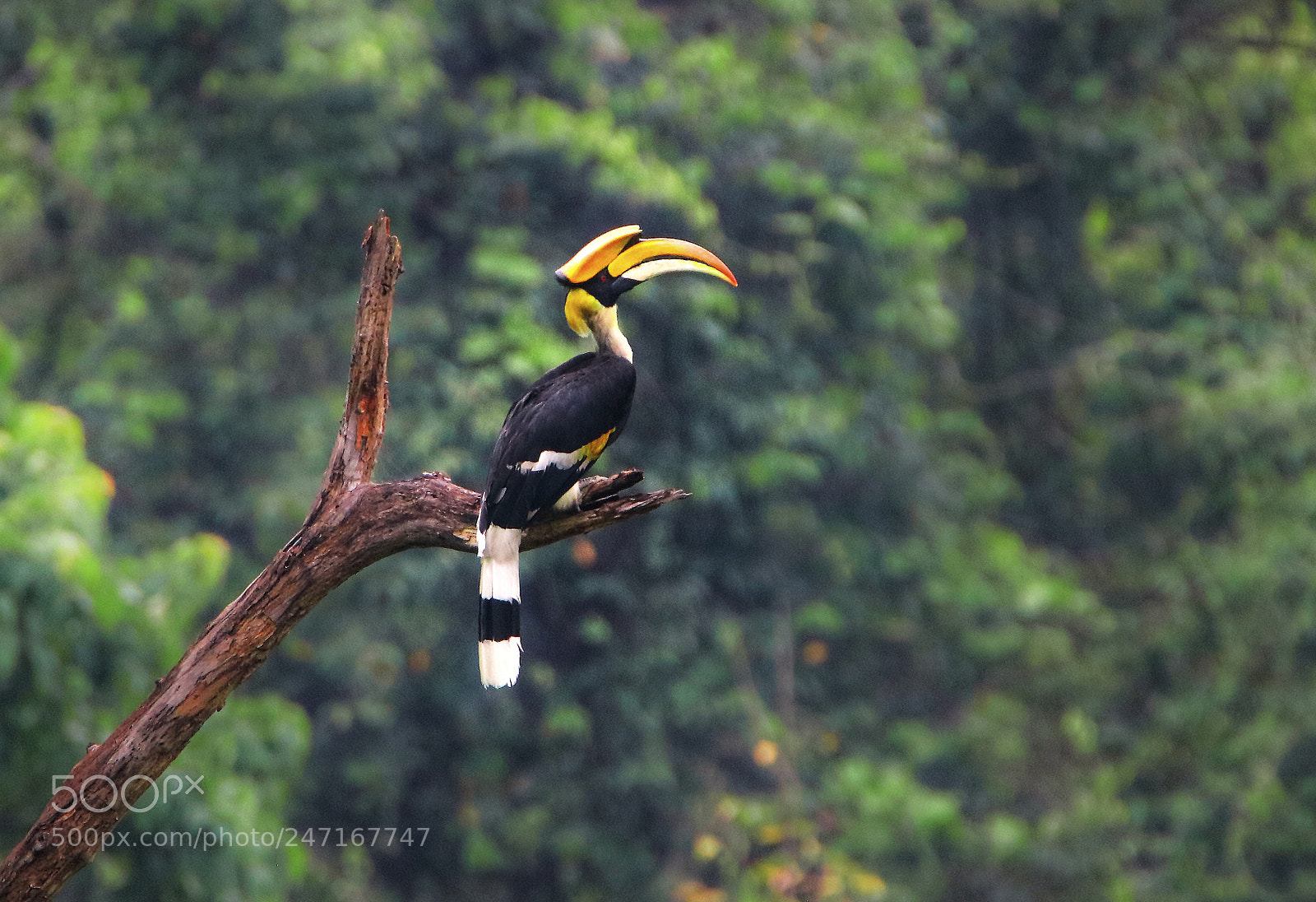 Canon EOS 760D (EOS Rebel T6s / EOS 8000D) sample photo. Hornbill photography