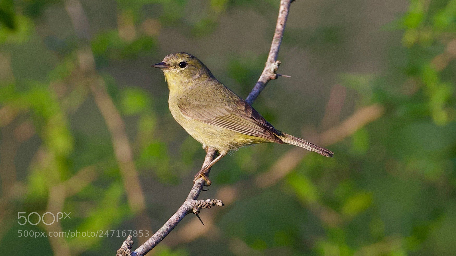 Canon EOS-1D X sample photo. Warbler photography