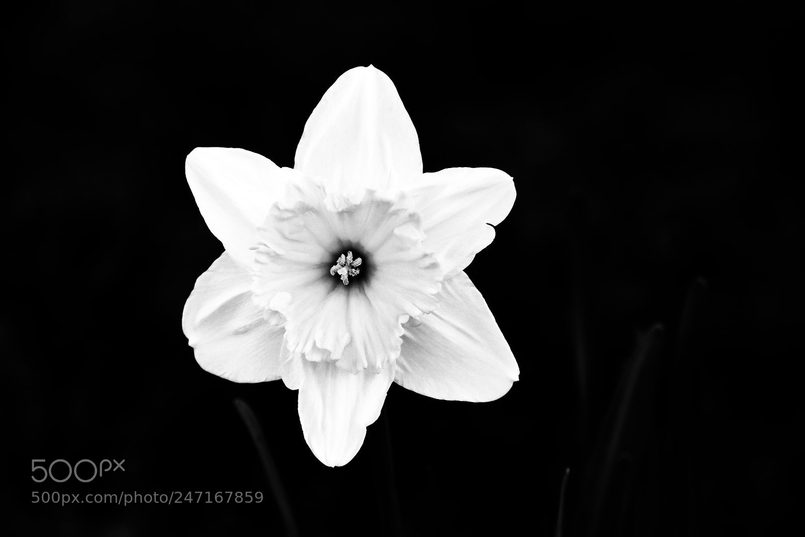 Nikon D5600 sample photo. Black and white spring photography