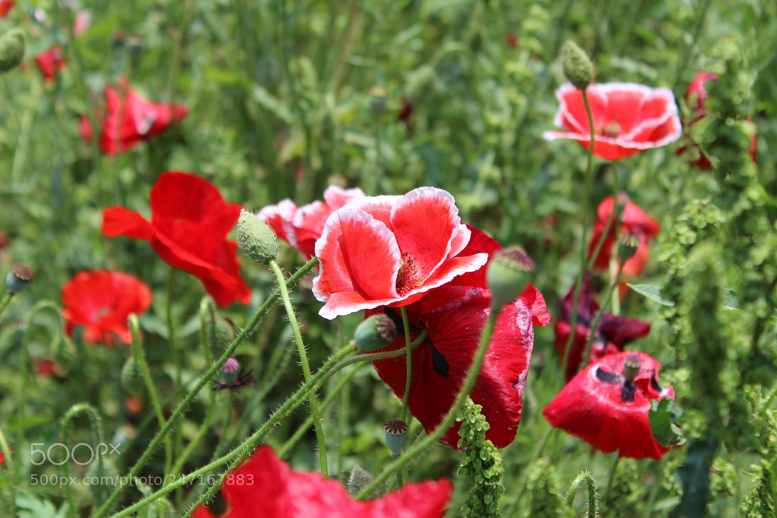 Canon EOS 1200D (EOS Rebel T5 / EOS Kiss X70 / EOS Hi) sample photo. Img photography