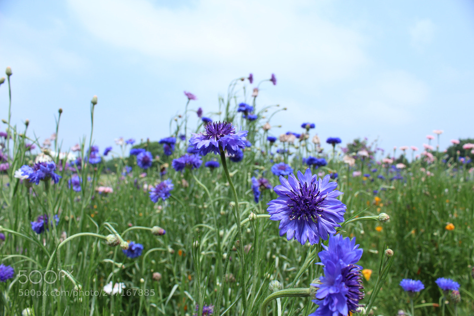 Canon EOS 1200D (EOS Rebel T5 / EOS Kiss X70 / EOS Hi) sample photo. Img photography