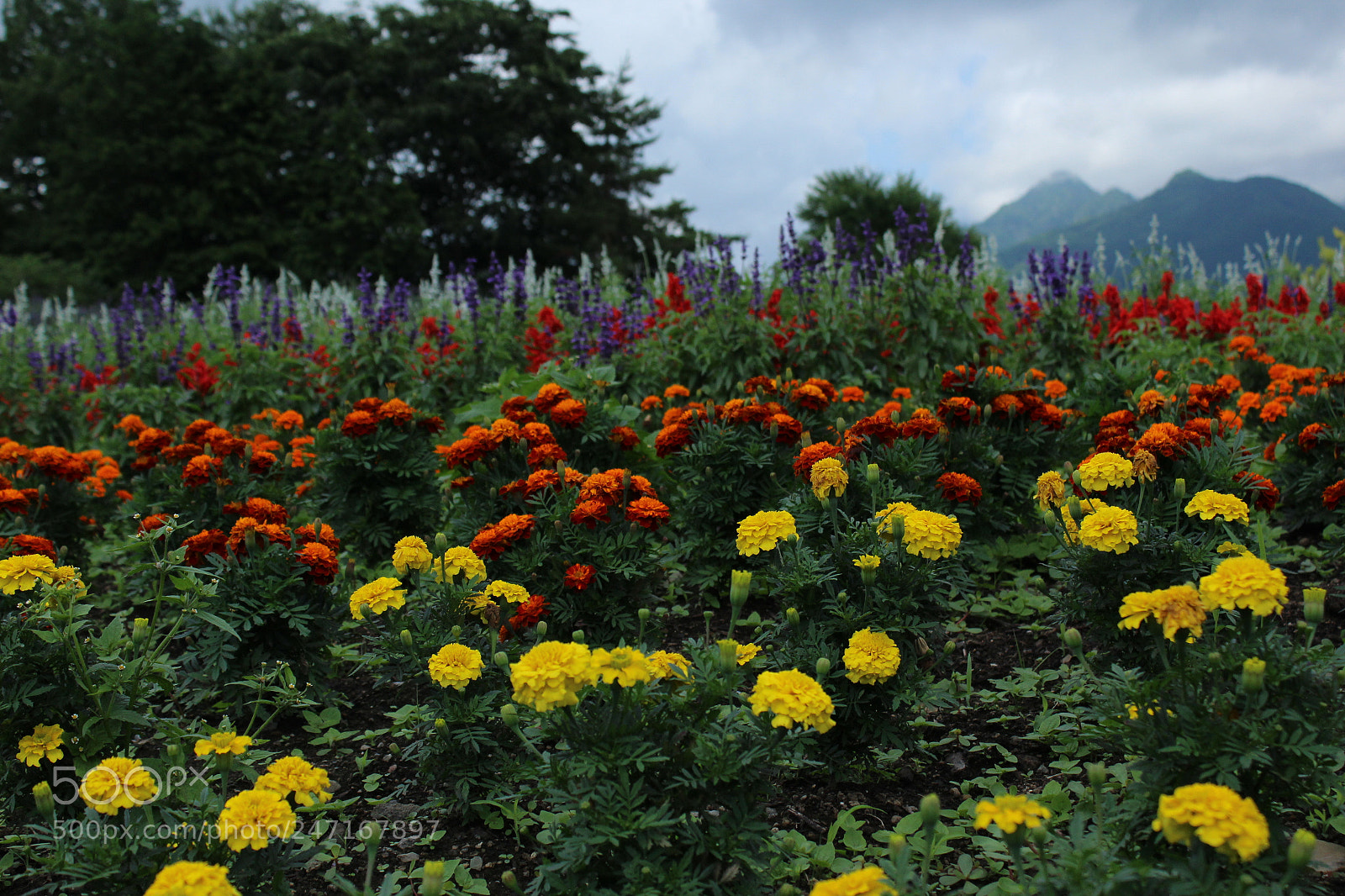 Canon EOS 1200D (EOS Rebel T5 / EOS Kiss X70 / EOS Hi) sample photo. Img photography