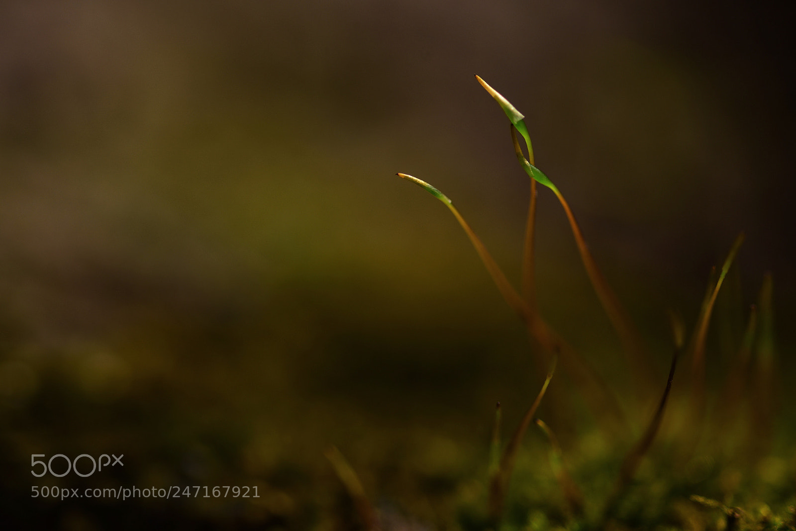 Nikon D810 sample photo. Bryophyta photography