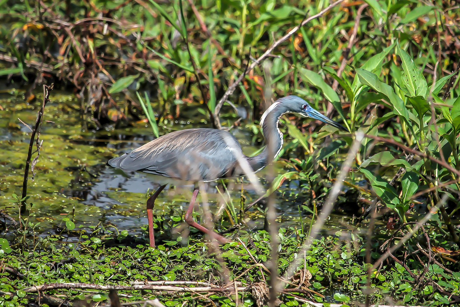 Canon EOS 1100D (EOS Rebel T3 / EOS Kiss X50) sample photo. Little blue heron photography