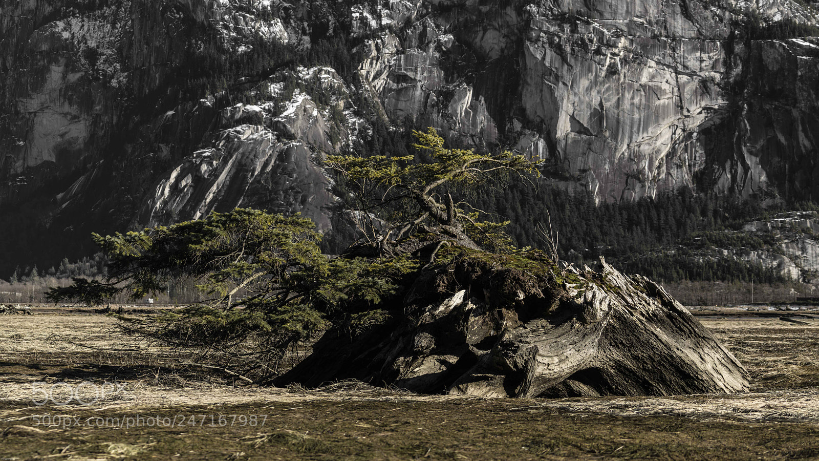 Sony a7R II sample photo. Dsc photography