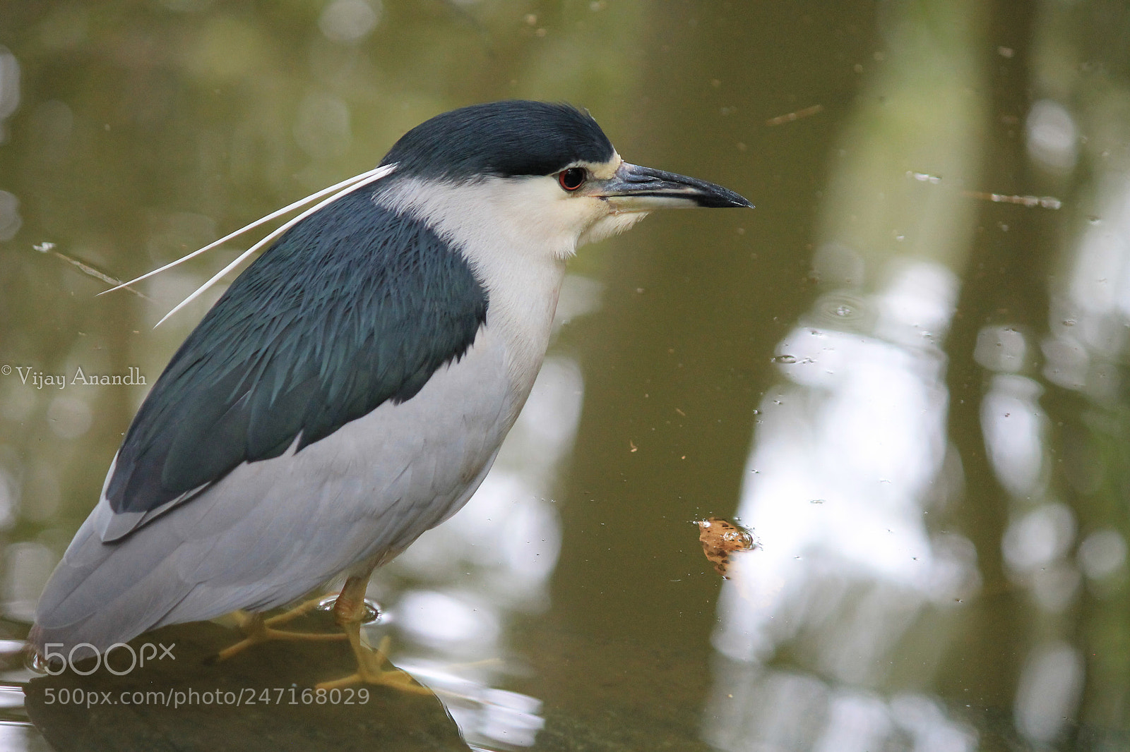 Canon EOS 1100D (EOS Rebel T3 / EOS Kiss X50) sample photo. Black-crowned night heron photography