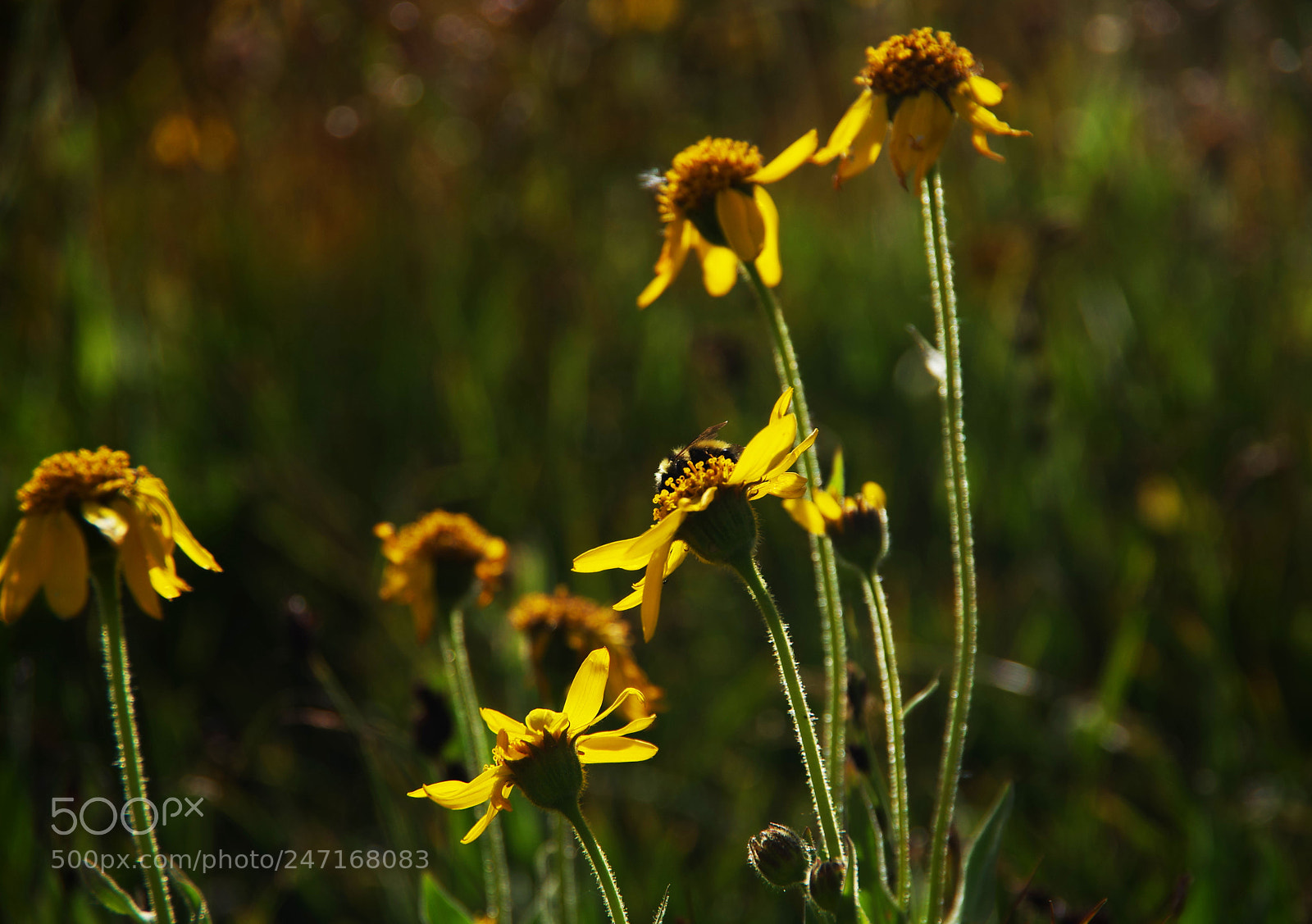 Pentax K-3 II sample photo. Summer days photography