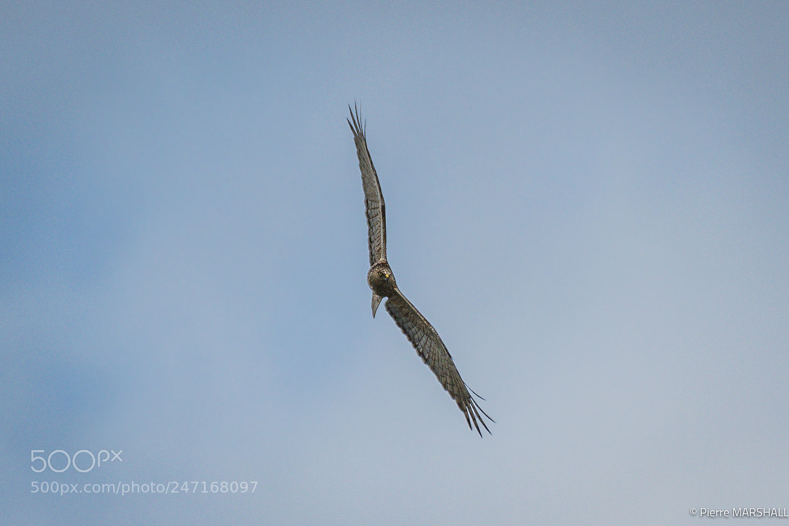 Nikon D500 sample photo. Swamp harrier new zealand photography