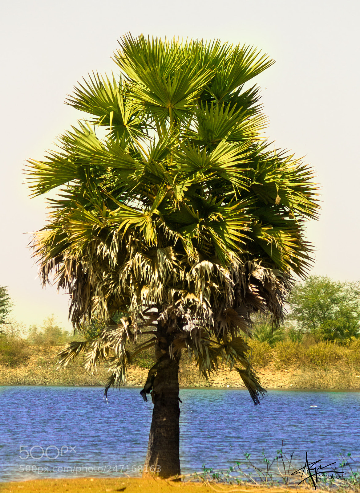 Canon EOS 750D (EOS Rebel T6i / EOS Kiss X8i) sample photo. Tree photography