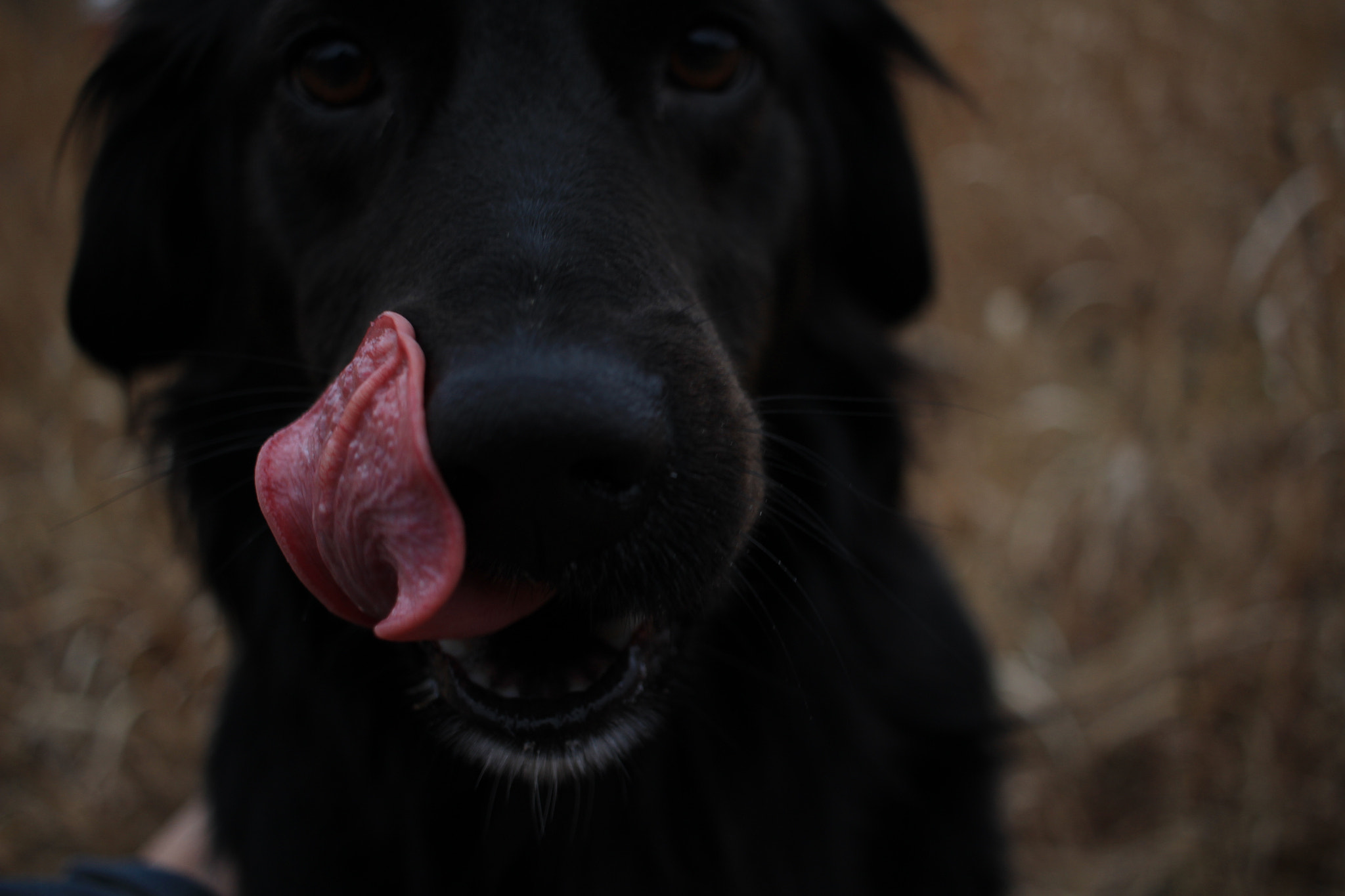 Canon EF-S 24mm F2.8 STM sample photo. I can lick my nose! photography