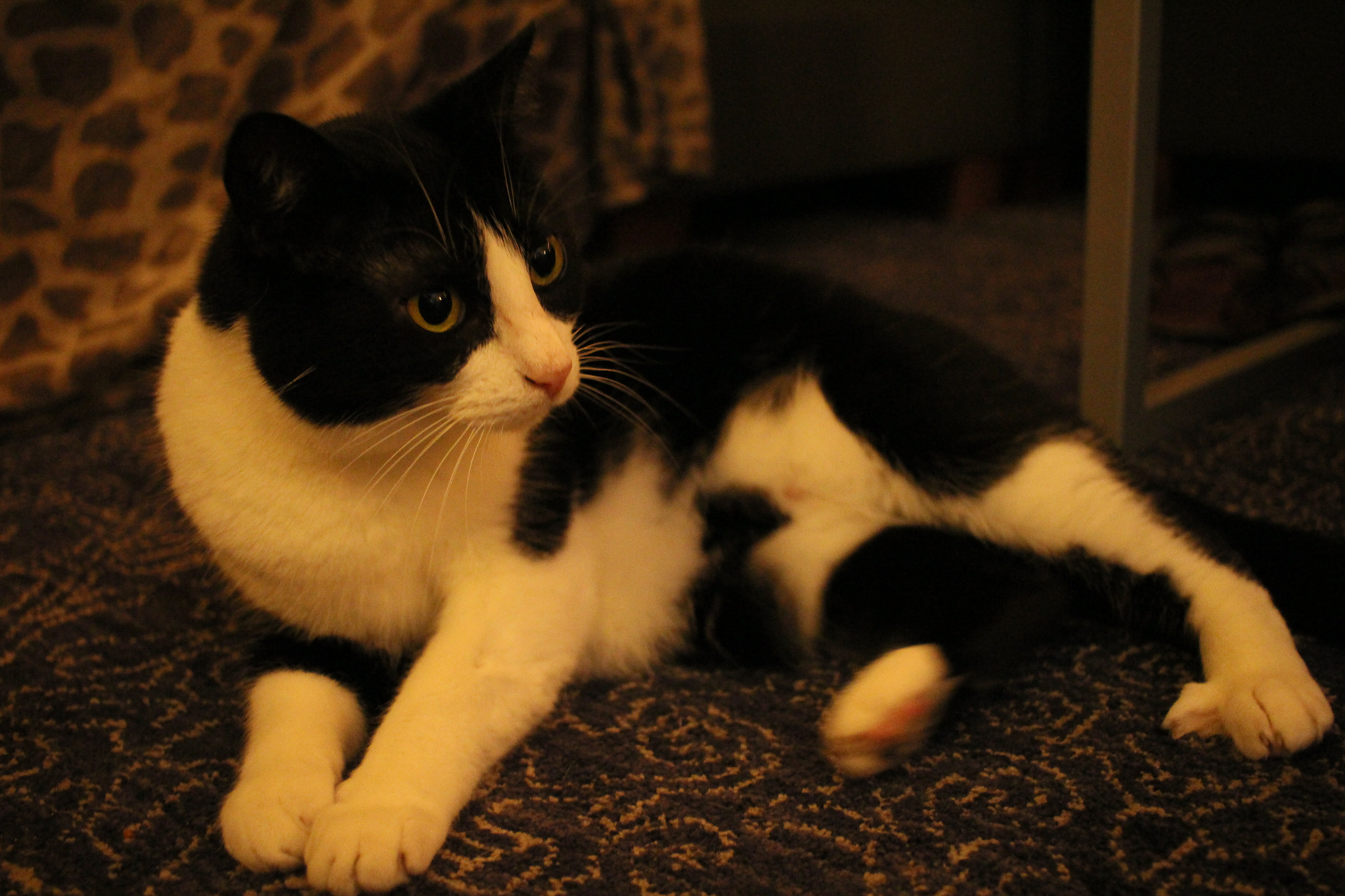 Canon EOS M sample photo. Moody cat photography