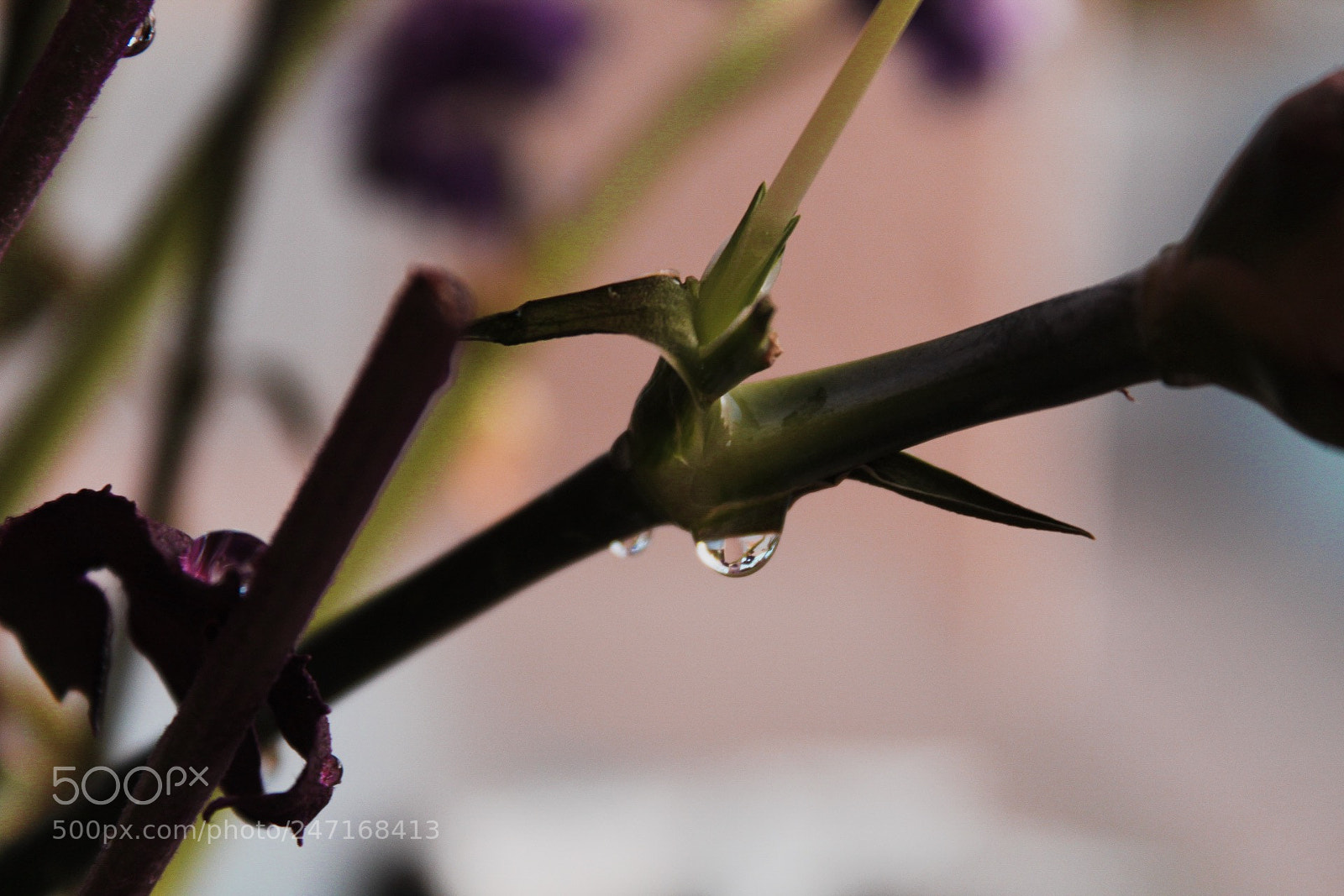 Canon EOS 1300D (EOS Rebel T6 / EOS Kiss X80) sample photo. Rain drop on leaf! photography