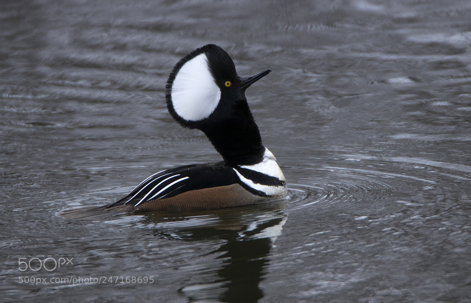 Canon EOS 80D sample photo. Merganser on the pond photography