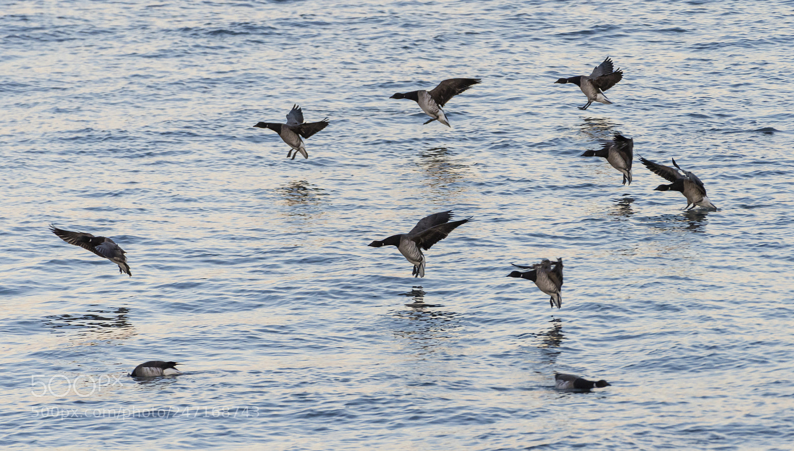 Nikon D810 sample photo. Duck landing photography