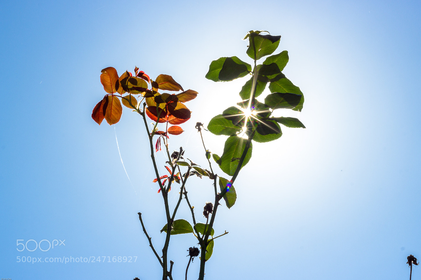 Canon EOS 600D (Rebel EOS T3i / EOS Kiss X5) sample photo. Flower and sun photography