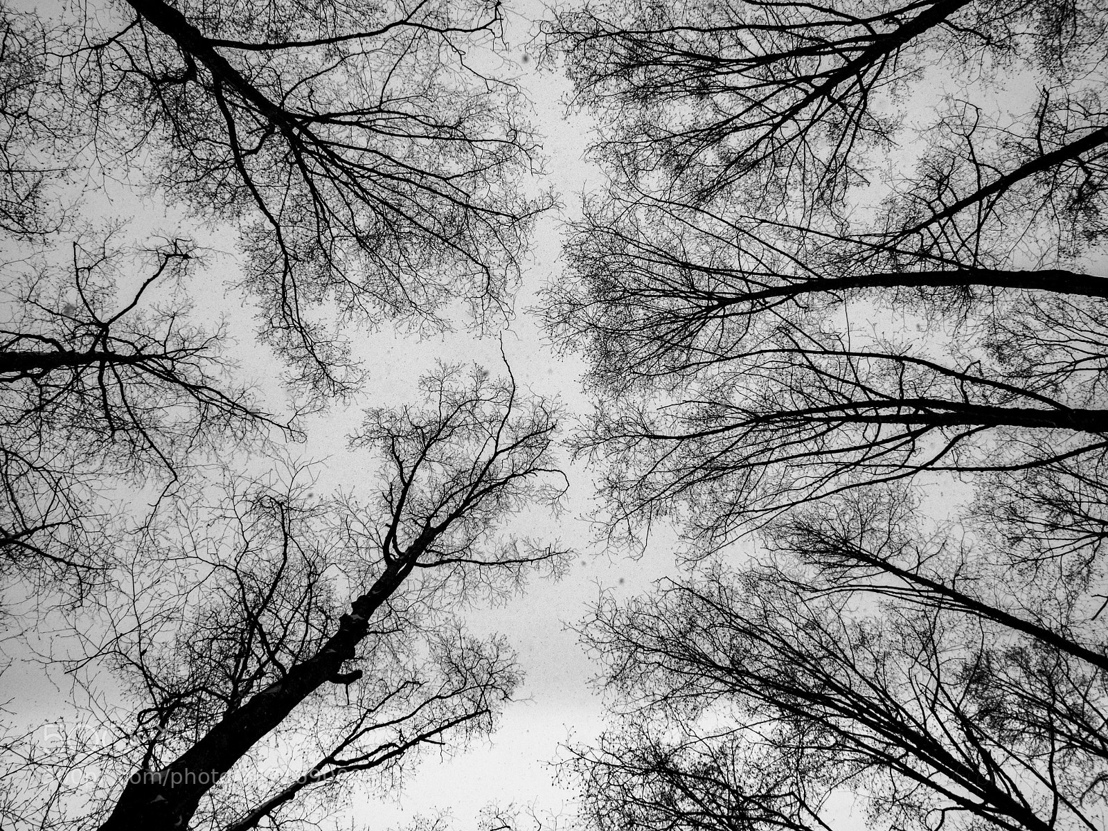 Olympus OM-D E-M5 II sample photo. Snowy tree tops photography