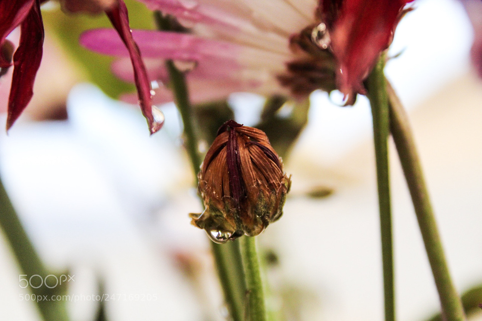 Canon EOS 1300D (EOS Rebel T6 / EOS Kiss X80) sample photo. Little flower bud! photography