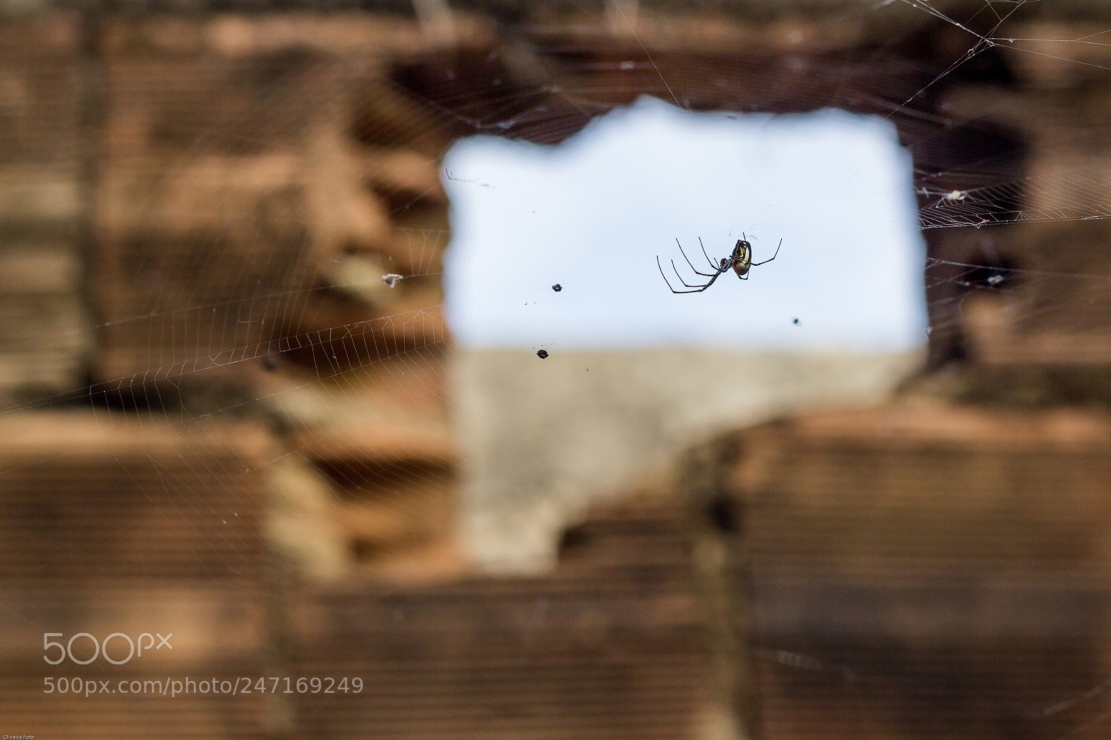 Canon EOS 600D (Rebel EOS T3i / EOS Kiss X5) sample photo. Spider photography