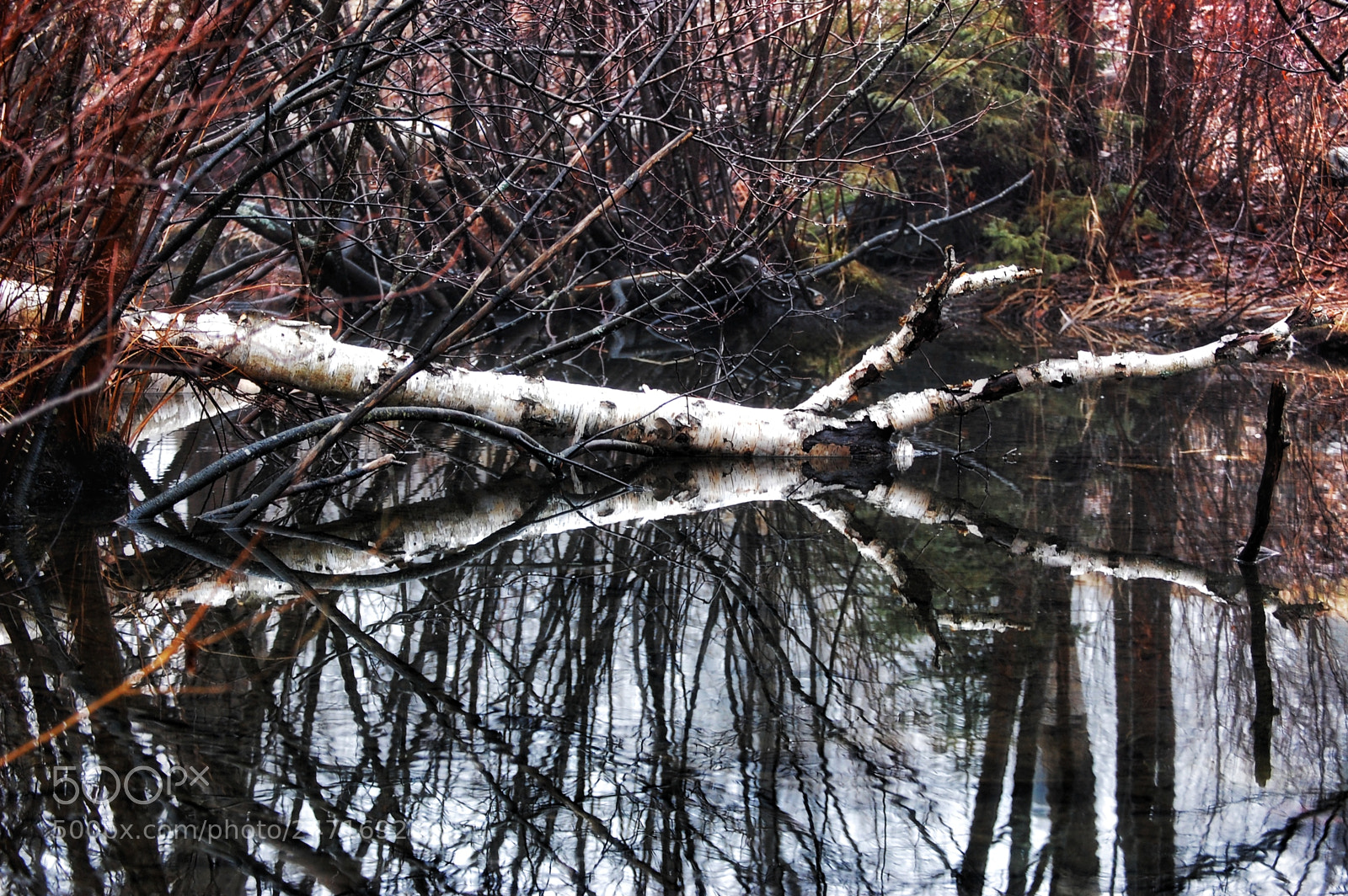 Nikon D40 sample photo. Reflecting birch photography