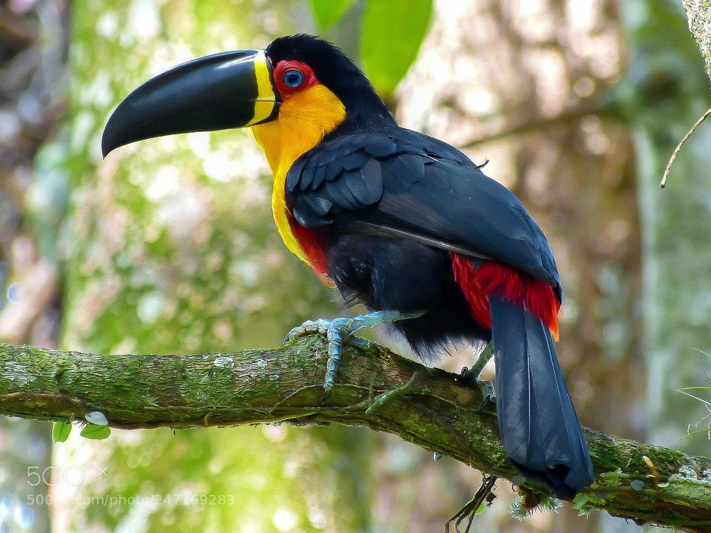 Panasonic Lumix DMC-FZ150 sample photo. Ramphastos vitellinus photography