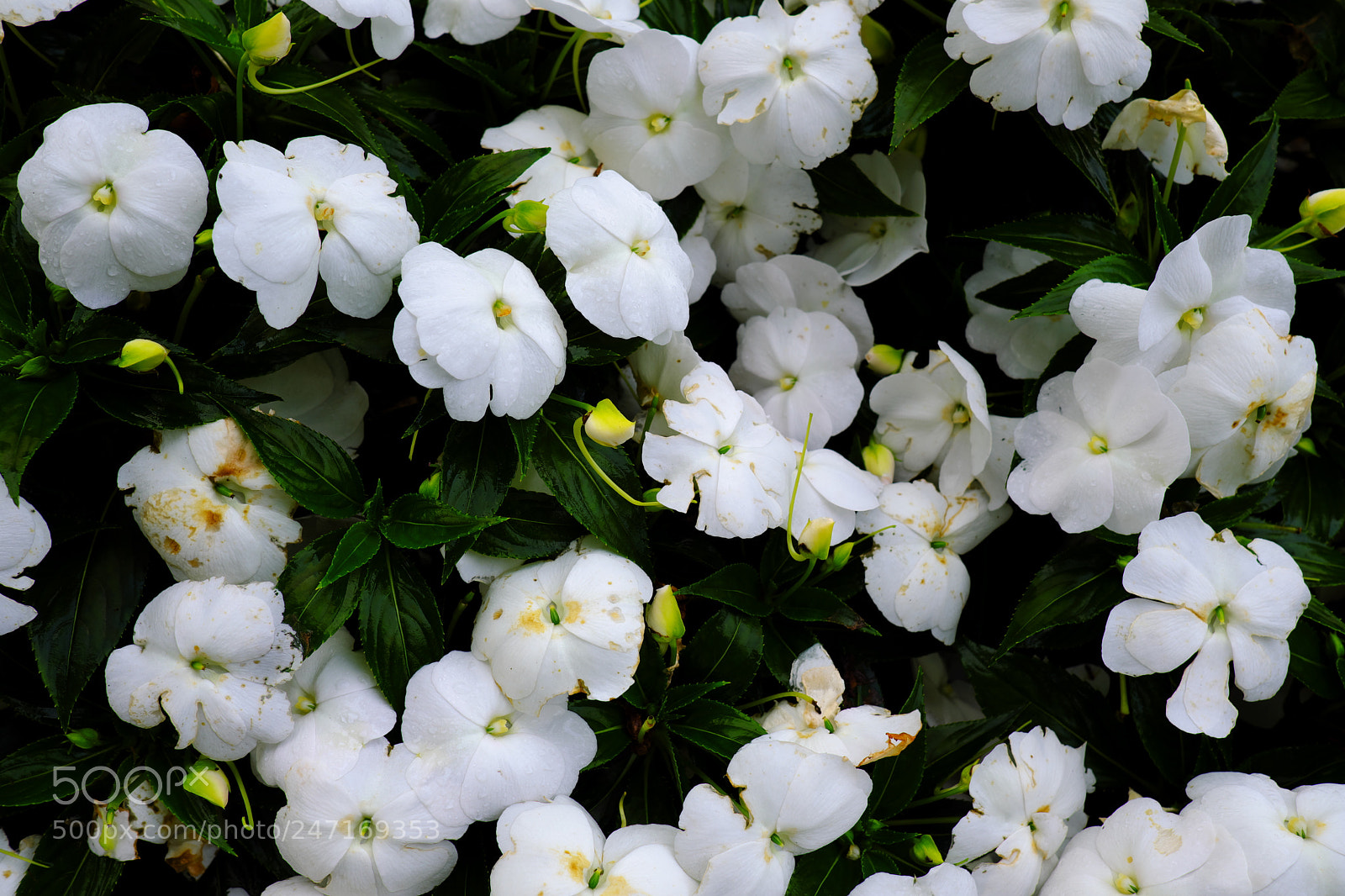 Fujifilm X-T20 sample photo. Tiny white flowers photography