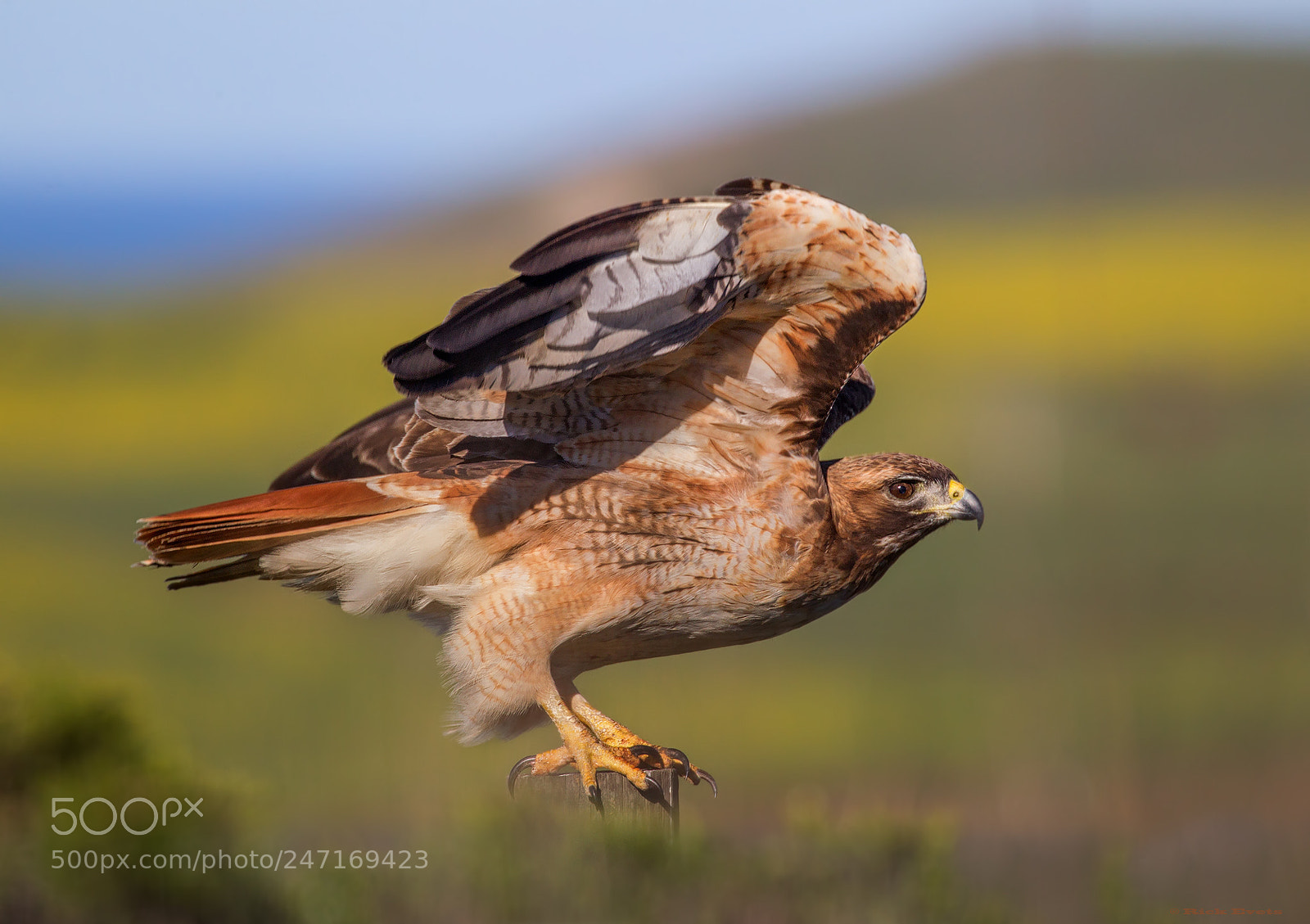 Canon EOS-1D Mark IV sample photo. Red-tail hawk photography