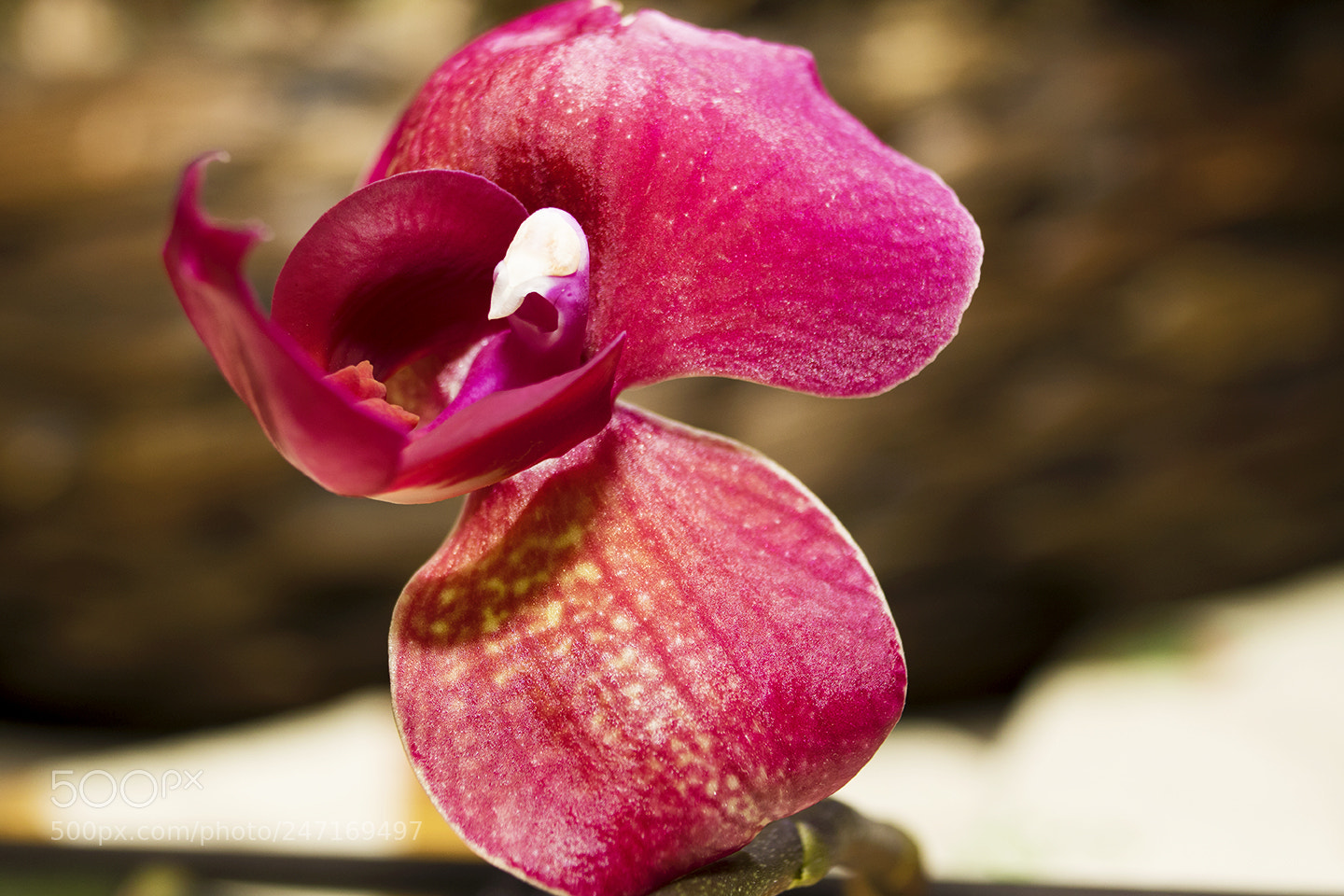 Canon EOS 750D (EOS Rebel T6i / EOS Kiss X8i) sample photo. Orchidea macro ? photography