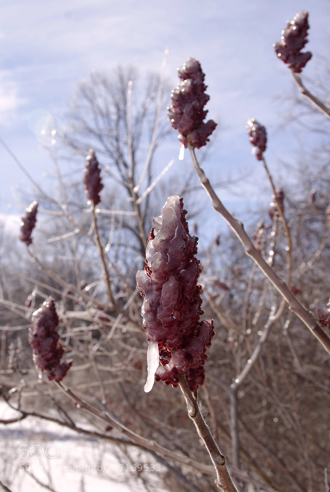 Pentax K-5 II sample photo. Ice cover [] photography