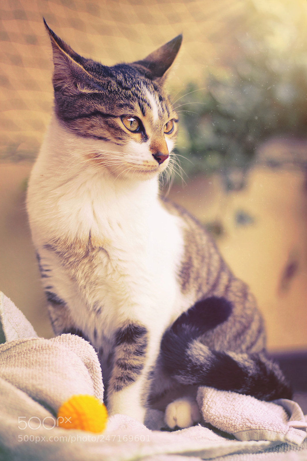 Canon EOS 500D (EOS Rebel T1i / EOS Kiss X3) sample photo. Gata observando photography