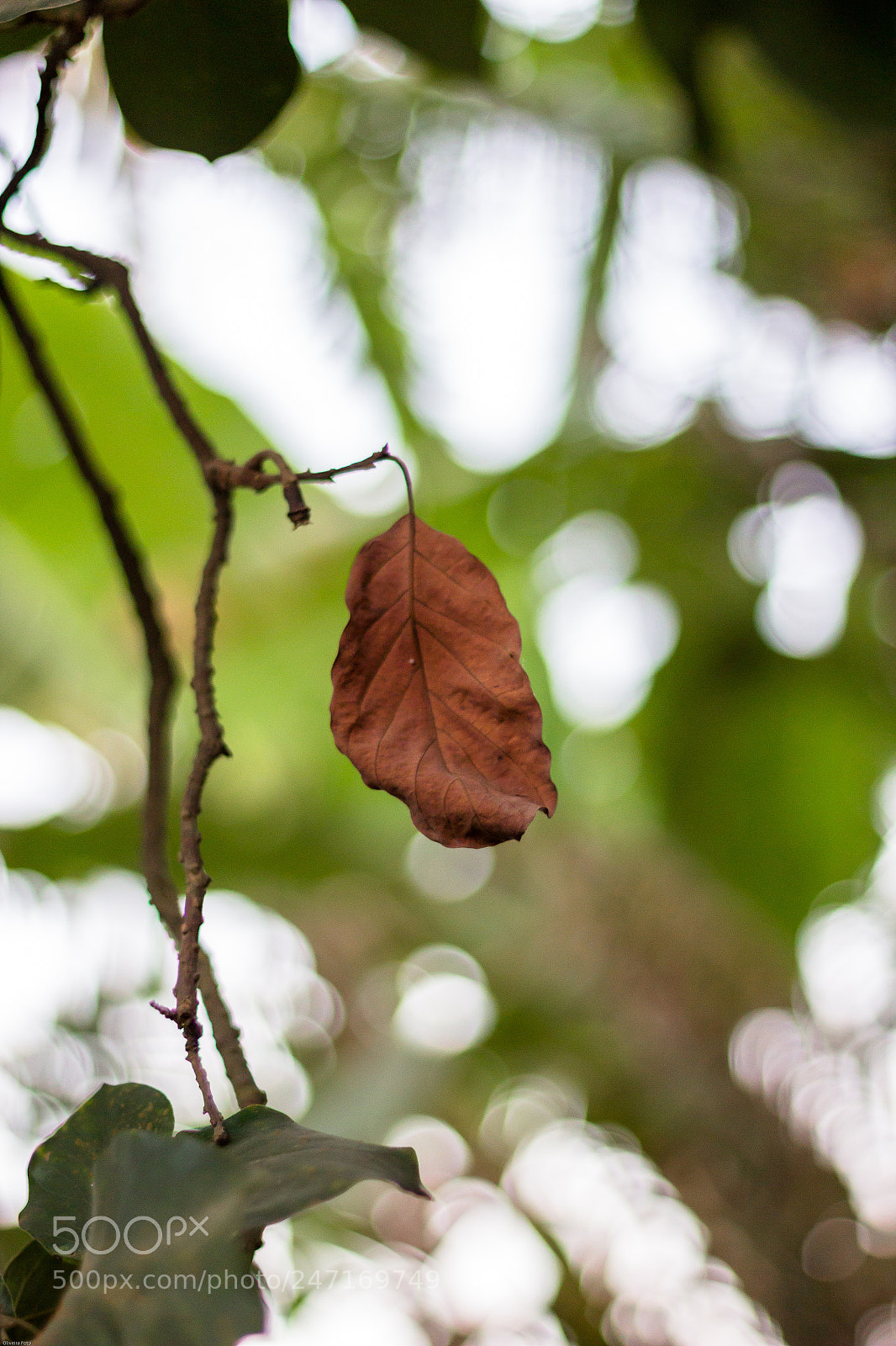Canon EOS 600D (Rebel EOS T3i / EOS Kiss X5) sample photo. Leaf photography