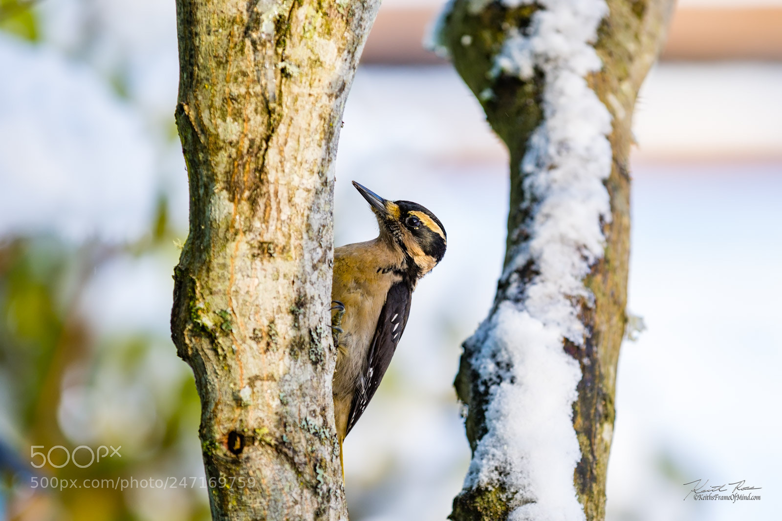 Canon EOS 7D Mark II sample photo. Hairy woodpecker female photography