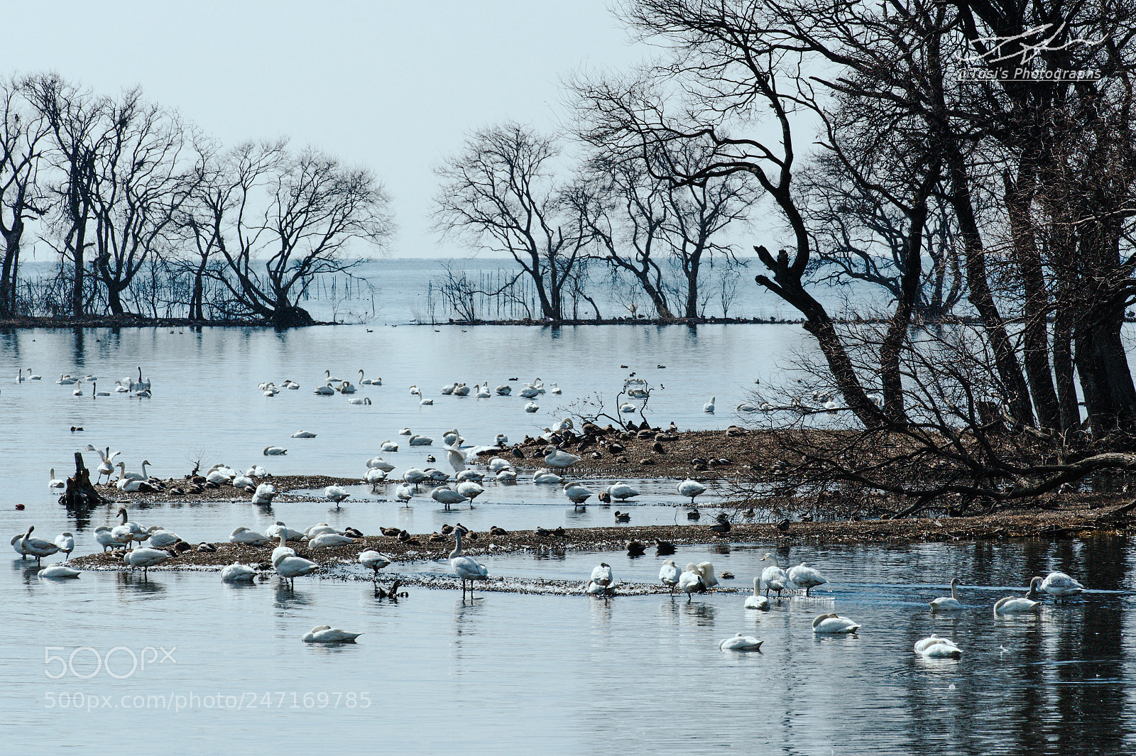 Nikon D850 sample photo. Resting photography