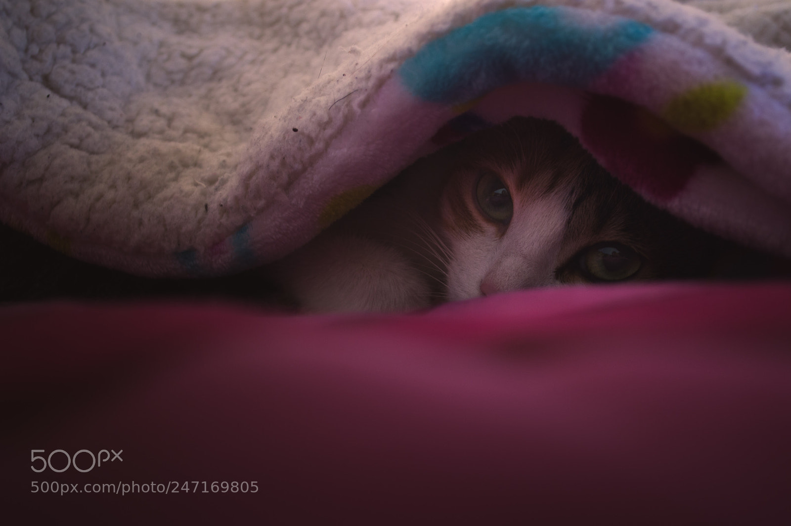 Nikon D3200 sample photo. Time to sleep photography