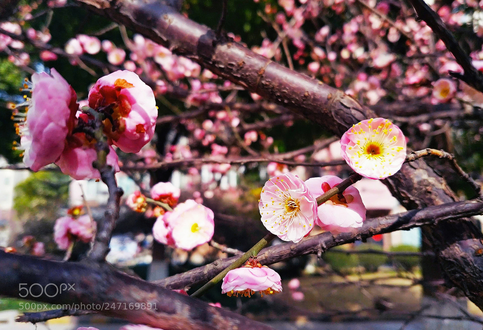 Xiaomi MIX 2 sample photo. Red plum blossom photography