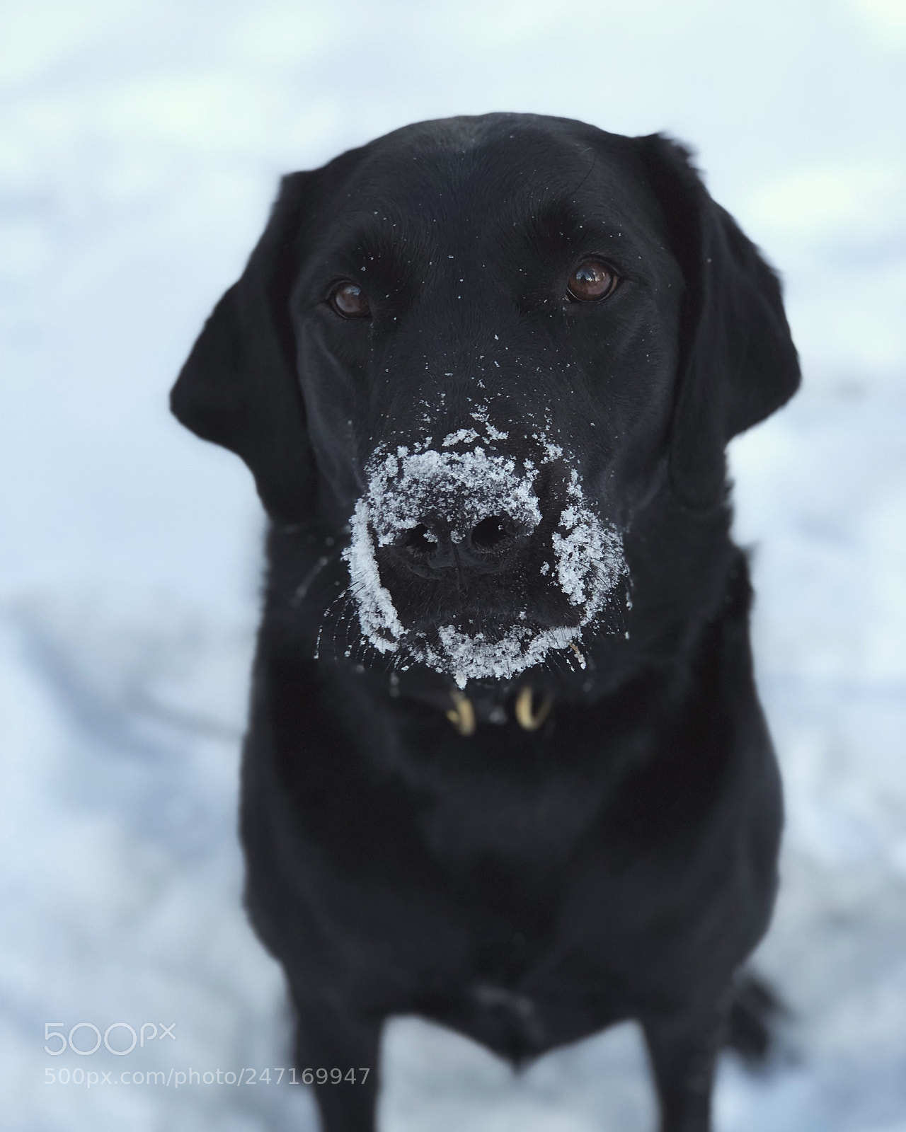 Apple iPhone 8 Plus sample photo. Snow iona photography
