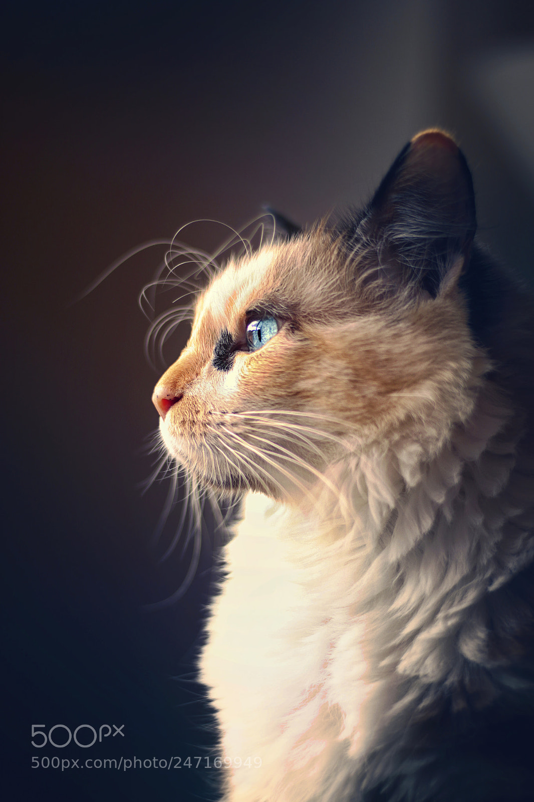 Canon EOS 500D (EOS Rebel T1i / EOS Kiss X3) sample photo. Freya la gata elegante photography