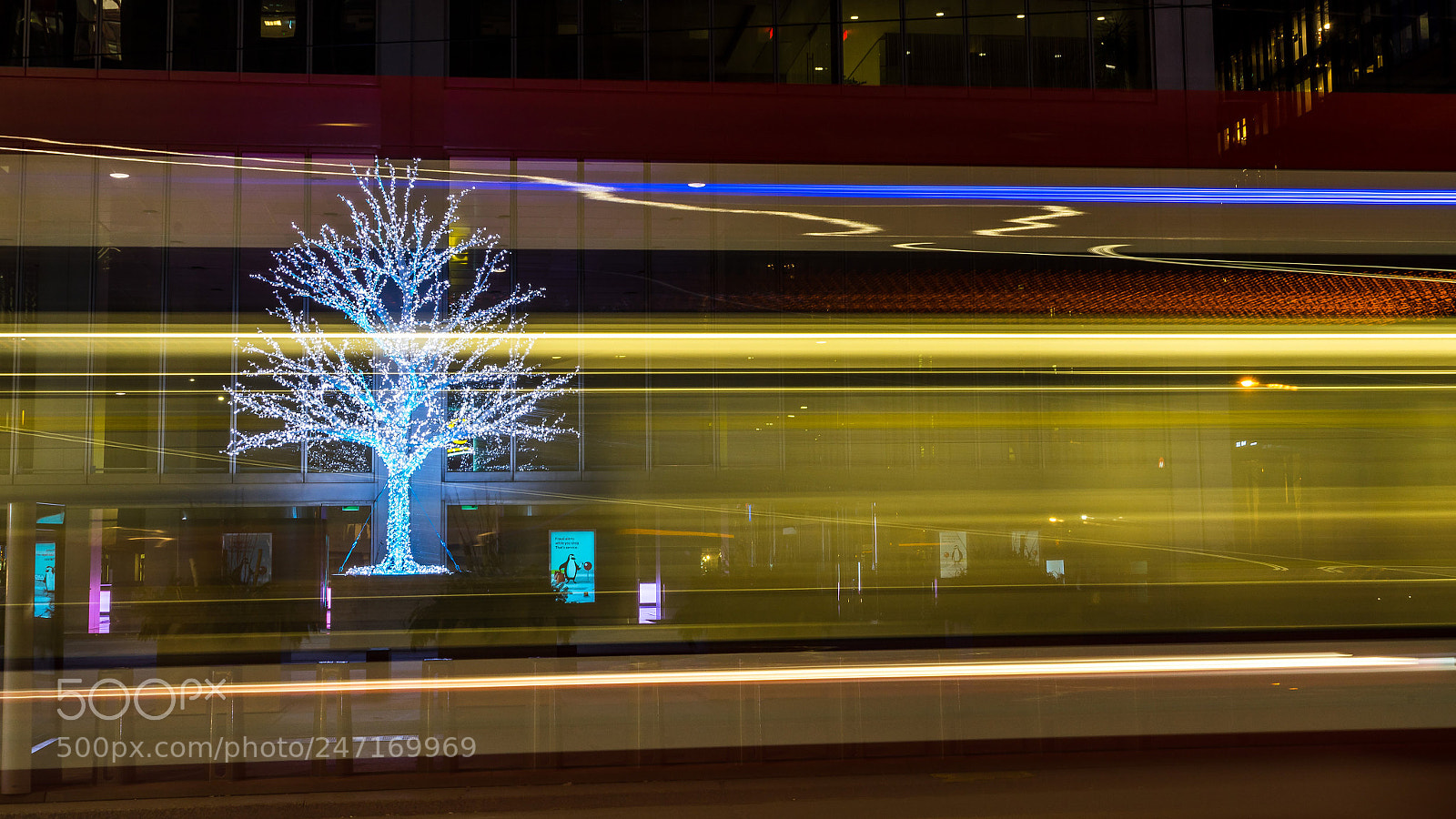 Sony a7 II sample photo. The tree and the photography