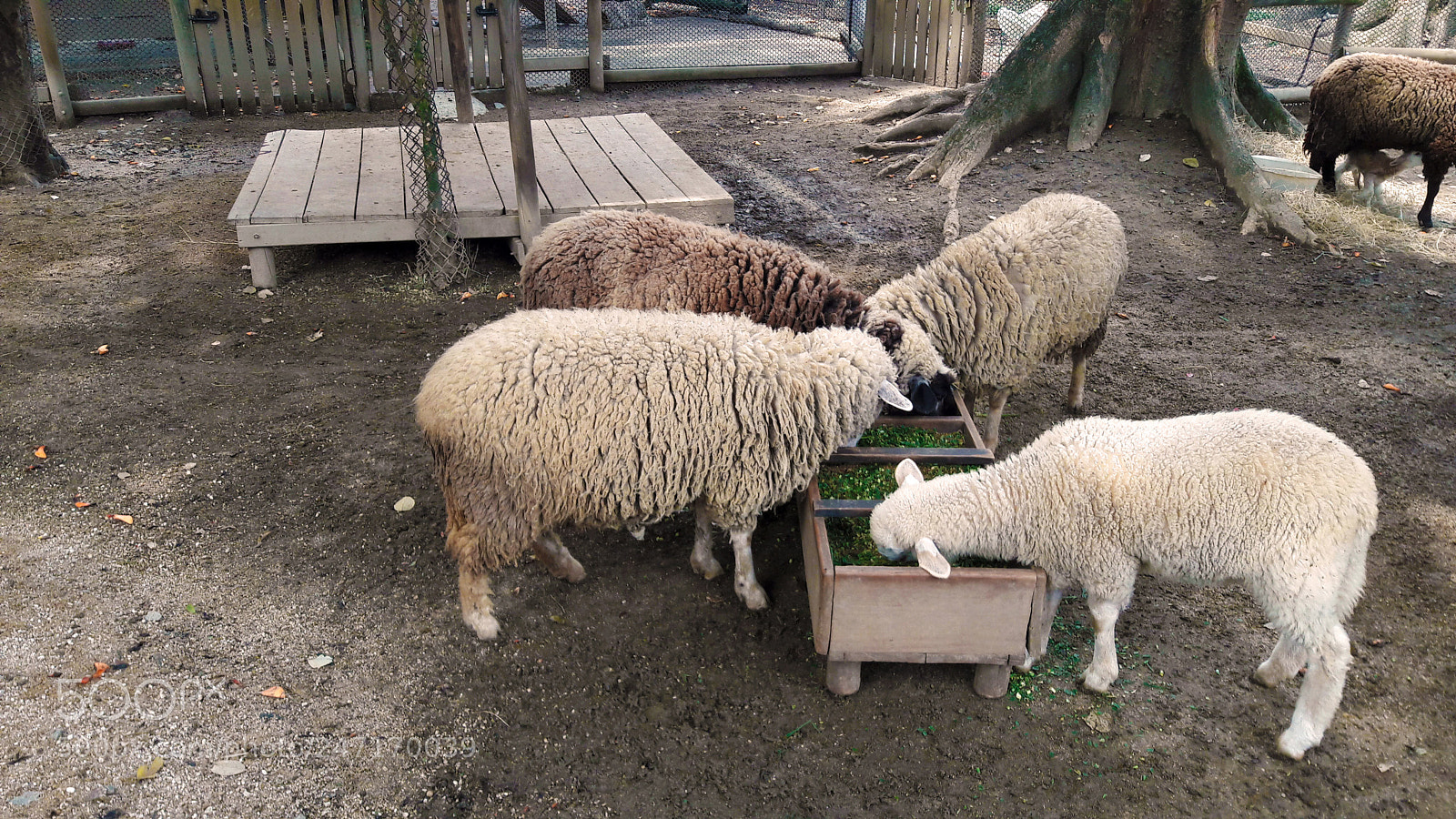 Samsung Galaxy A5(2016) sample photo. Feeding sheeps photography