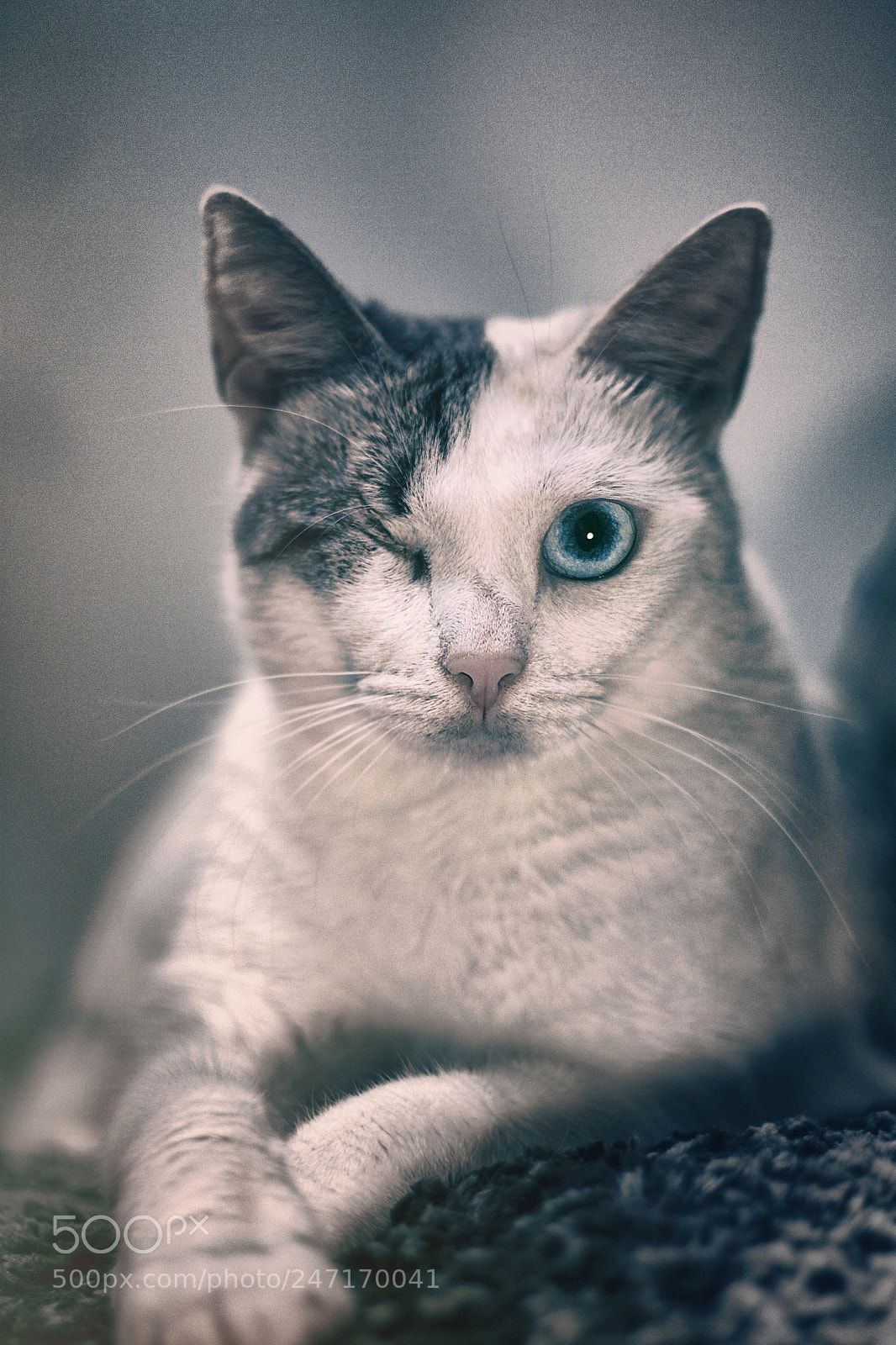 Canon EOS 500D (EOS Rebel T1i / EOS Kiss X3) sample photo. Gato pirata photography