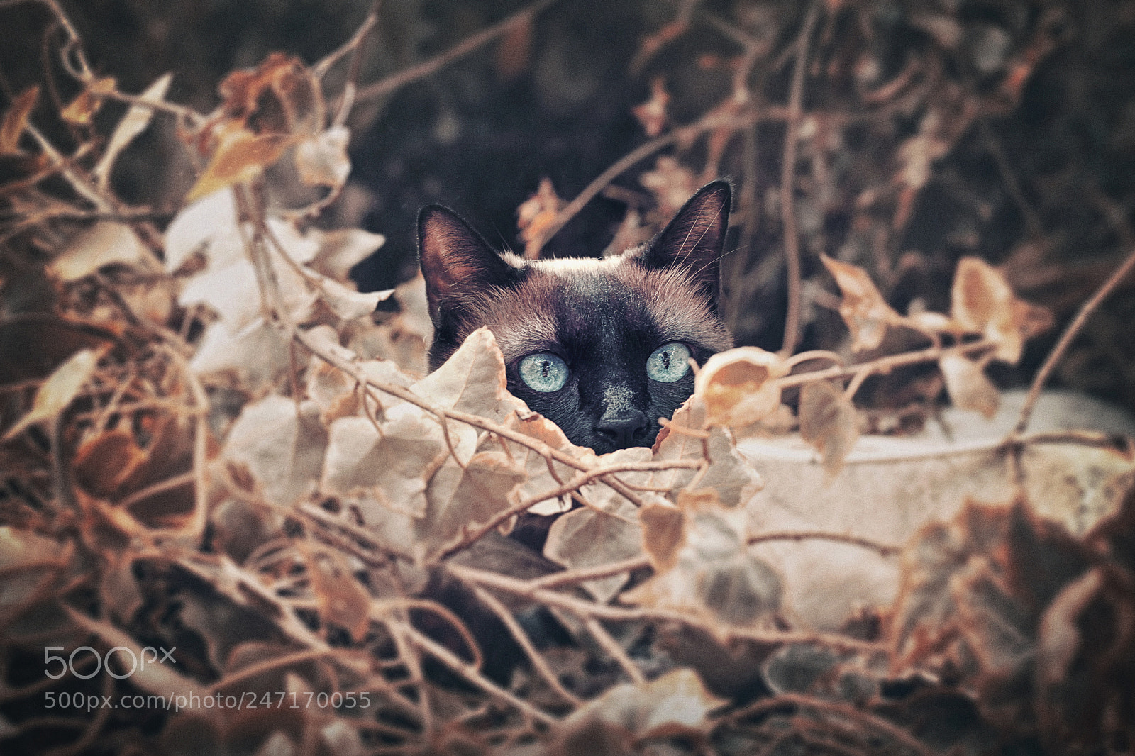 Canon EOS 500D (EOS Rebel T1i / EOS Kiss X3) sample photo. Gato en escondite photography
