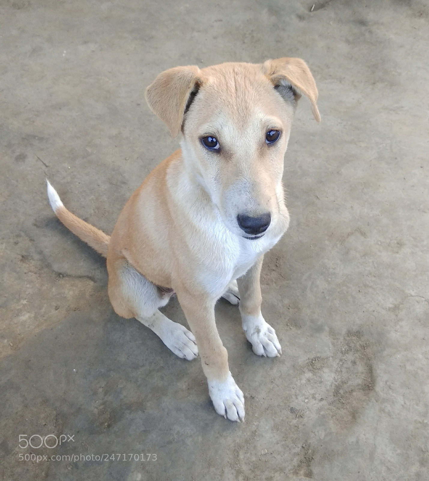 Xiaomi Redmi Note 4 sample photo. Animal_1 photography