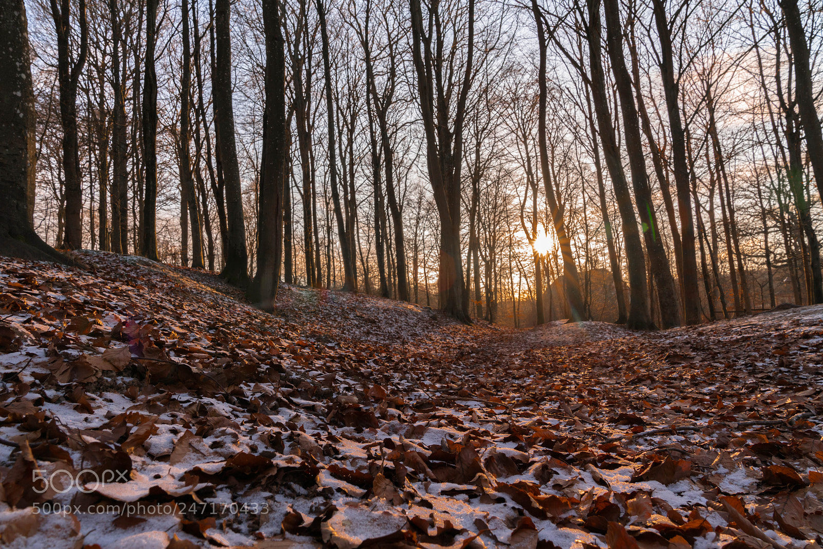 Sony a7R III sample photo. Forest photography