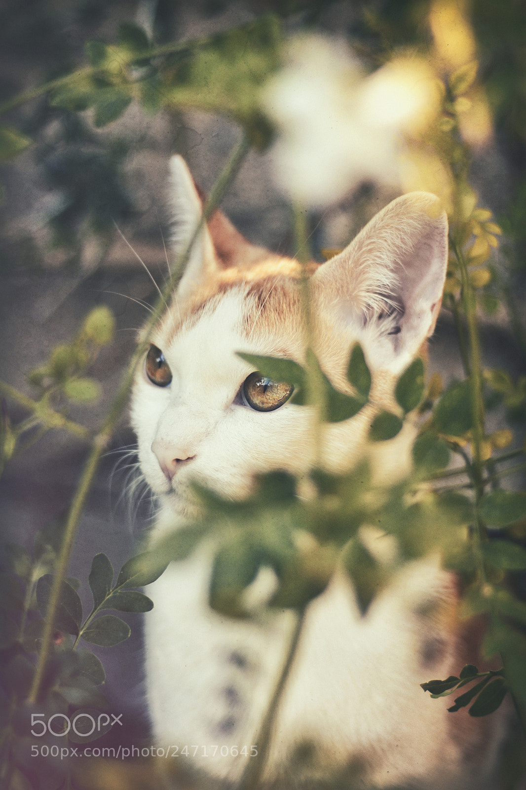 Canon EOS 500D (EOS Rebel T1i / EOS Kiss X3) sample photo. Wendo, el gato escondido photography