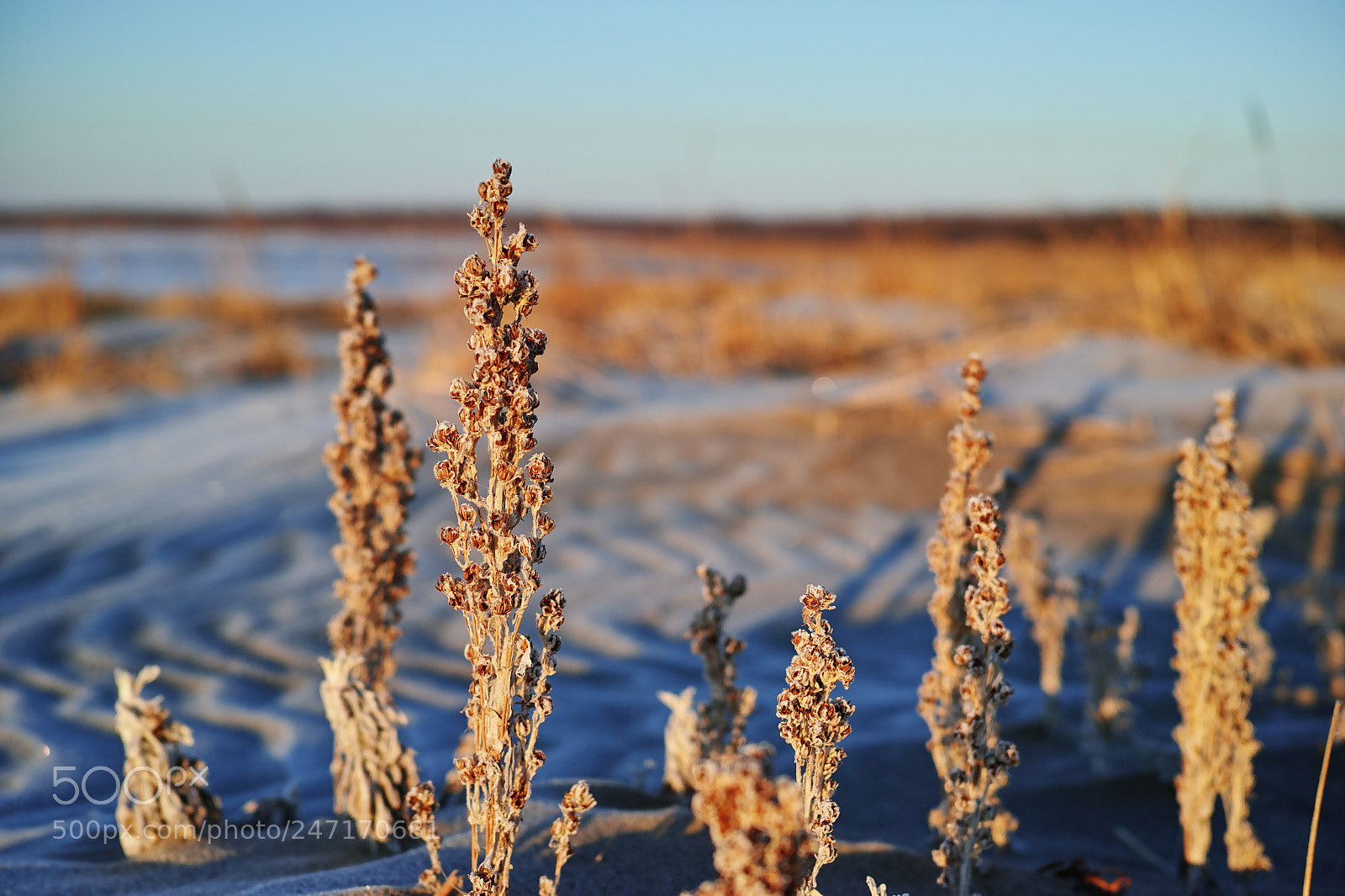 Sigma dp2 Quattro sample photo. Winter in a beach photography