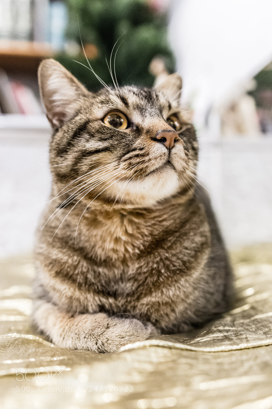 Nikon D7200 sample photo. Piccolo grande tigrotto photography