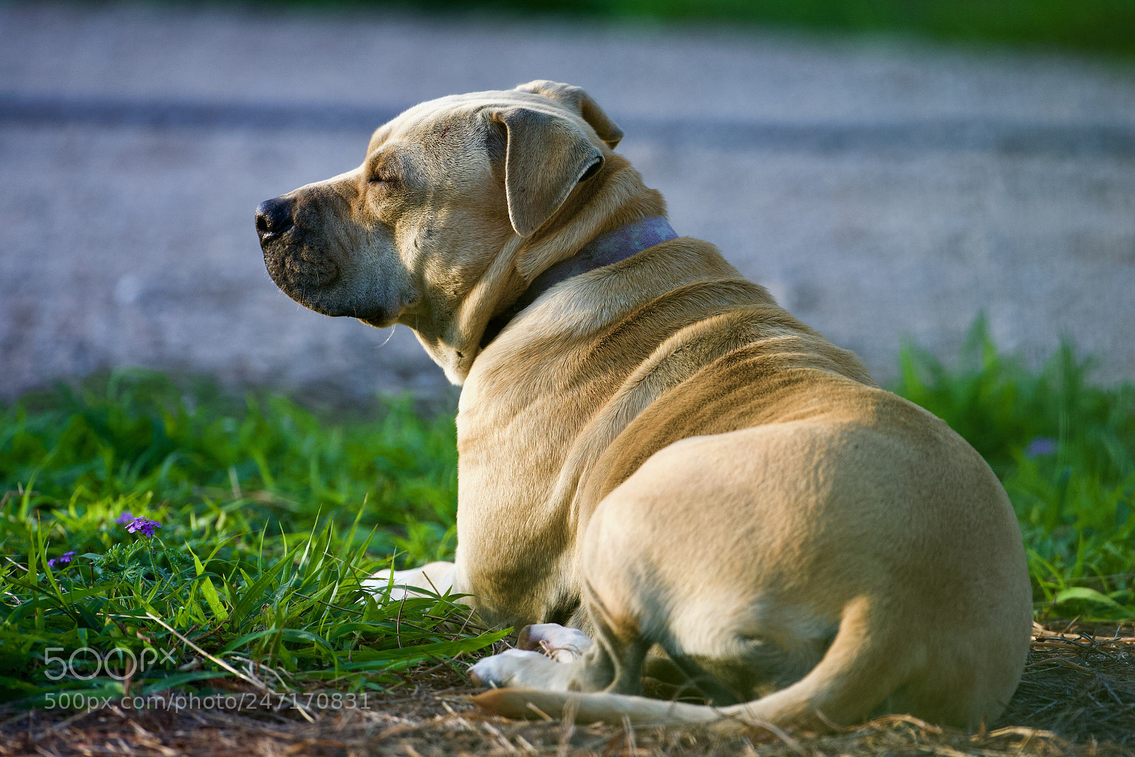 Canon EOS-1D X sample photo. Meditation and sunbathing photography