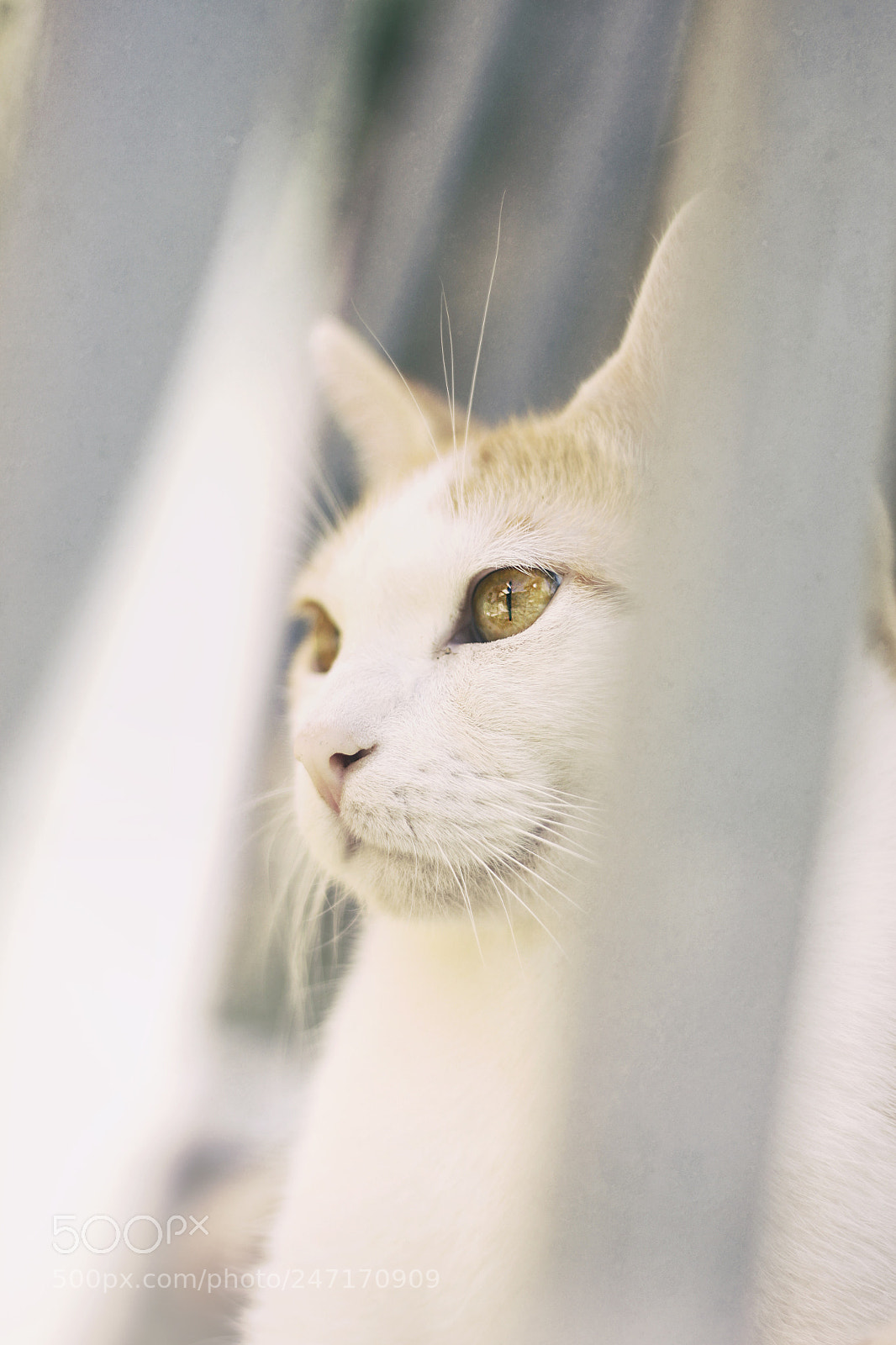 Canon EOS 500D (EOS Rebel T1i / EOS Kiss X3) sample photo. Wendo, el gato elegante photography