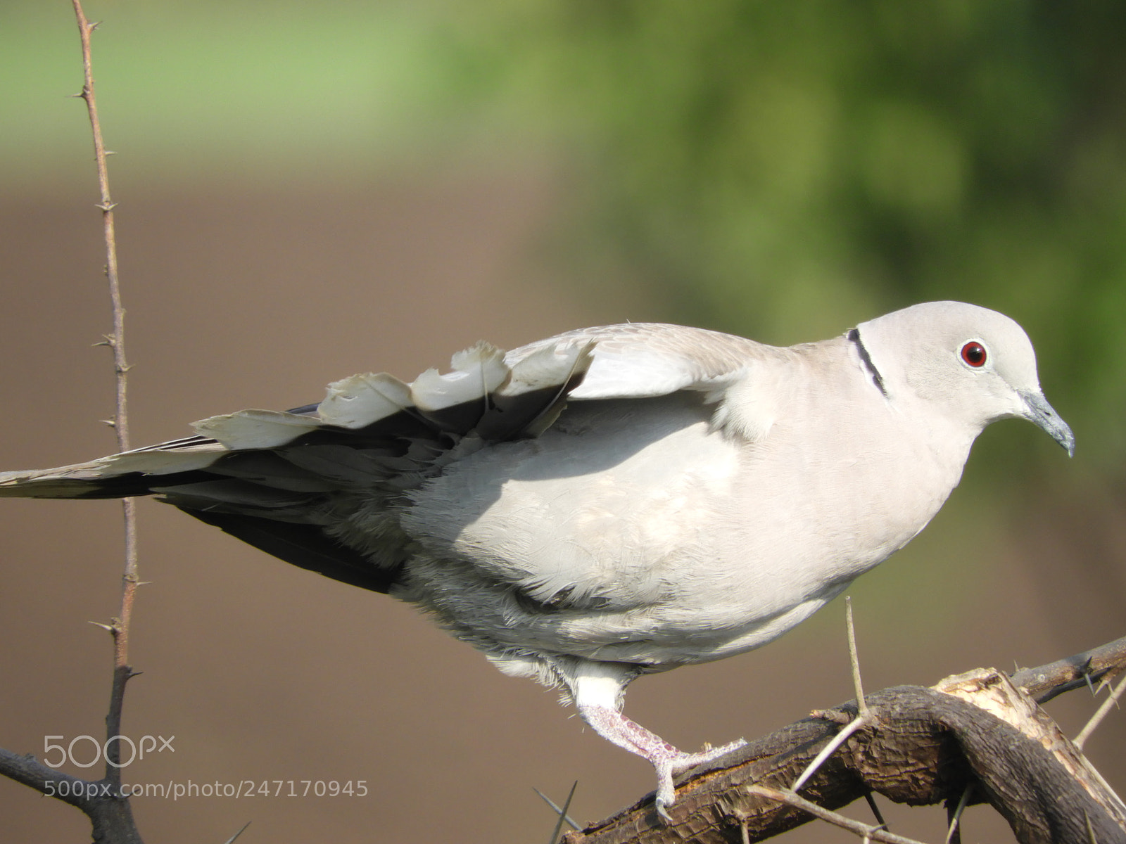 Nikon Coolpix B700 sample photo. Eurasian collard dove photography