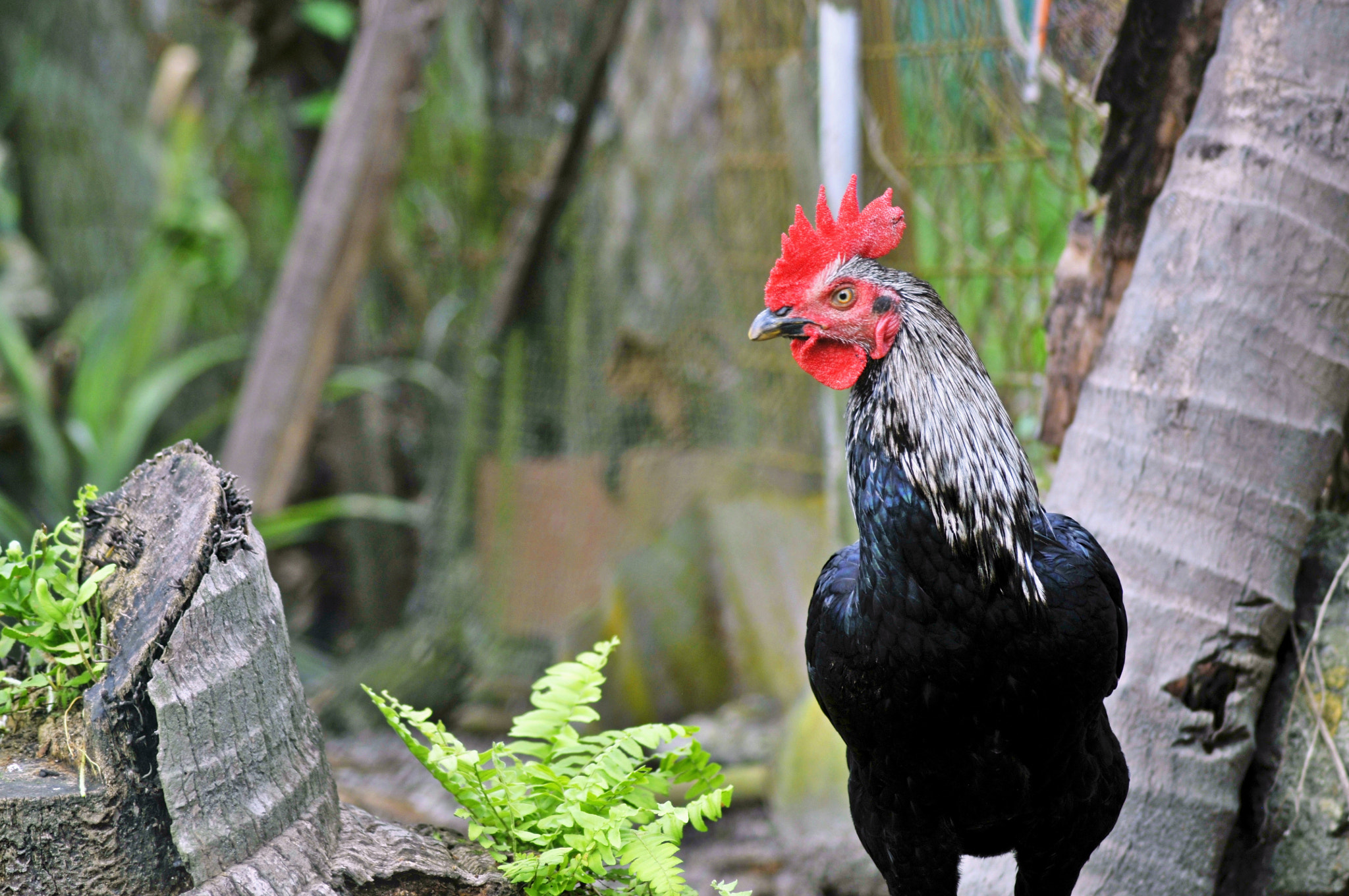 Nikon D300 + Nikon AF Nikkor 70-300mm F4-5.6G sample photo. The rooster photography