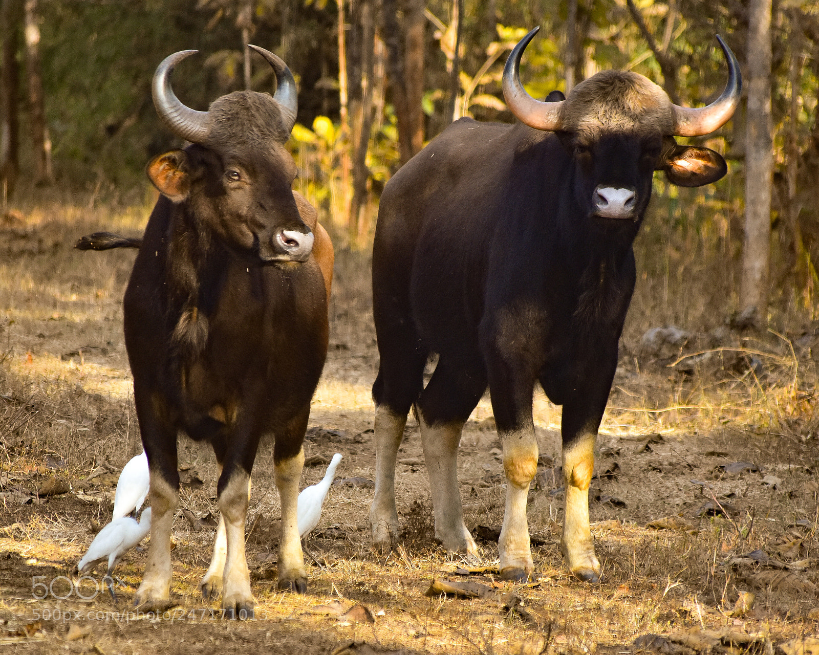 Nikon D3400 sample photo. Indian bisons photography
